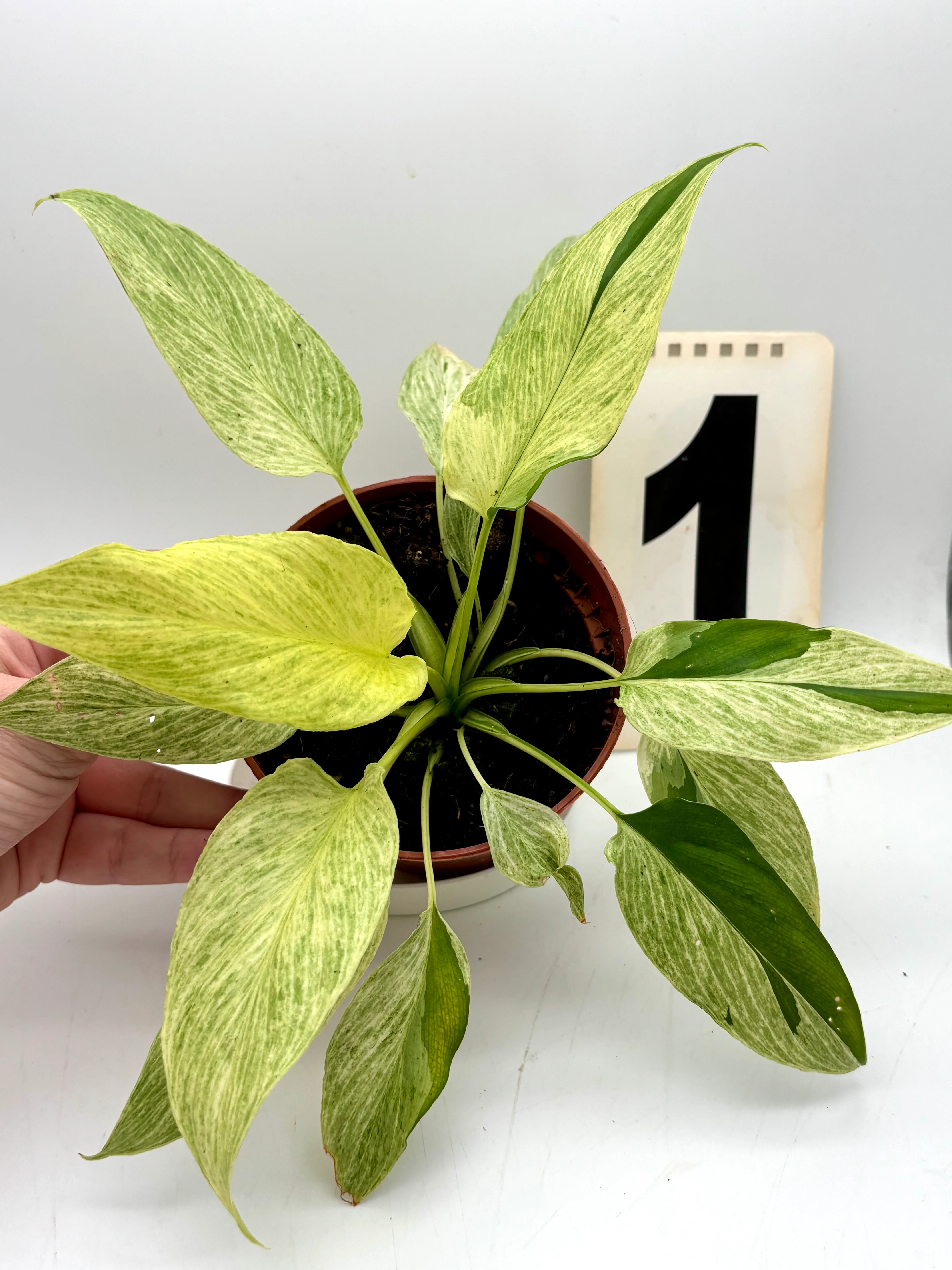 Homalomena Sulcata Cream Frost