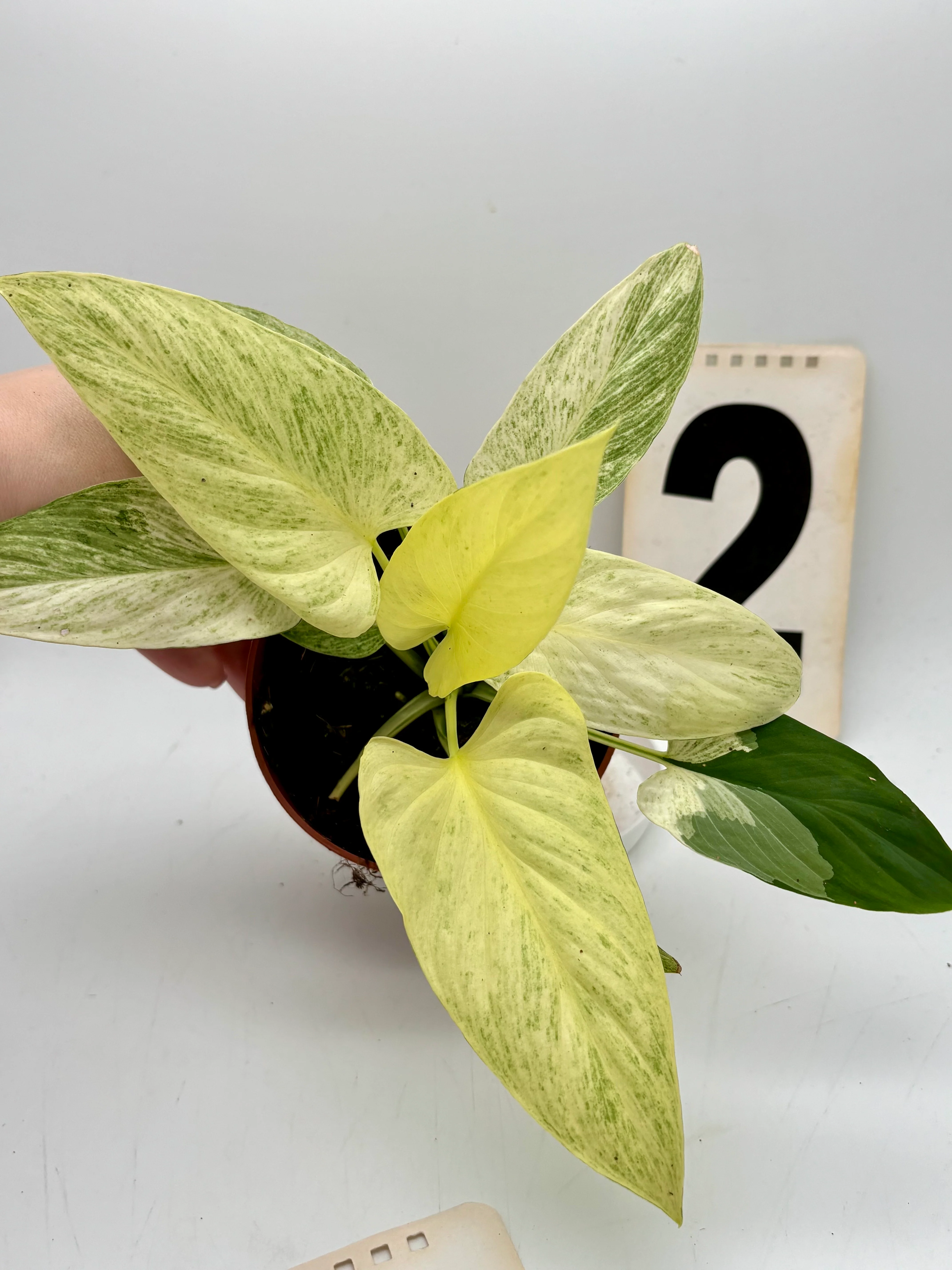 Homalomena Sulcata Cream Frost - Image 2