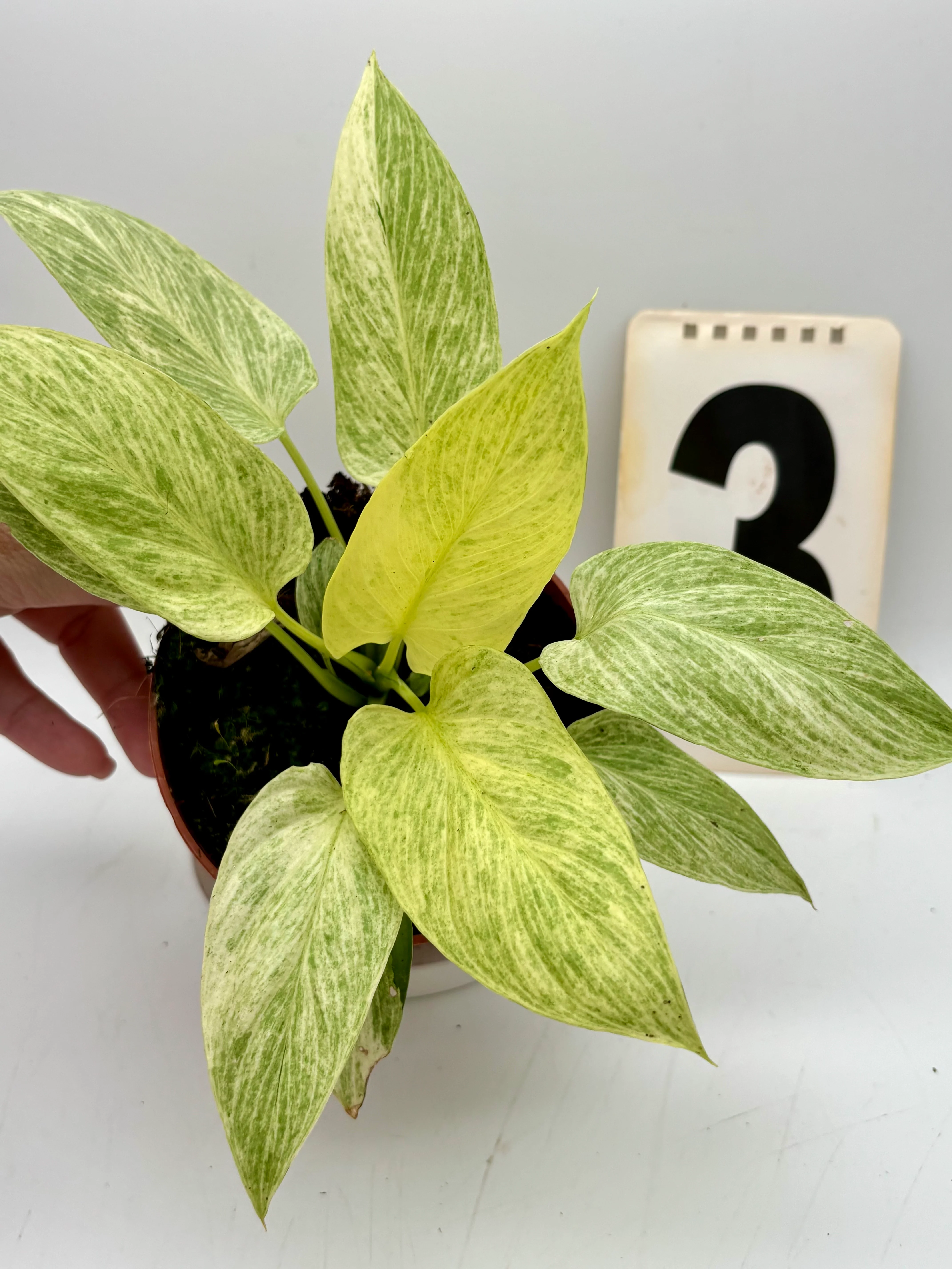 Homalomena Sulcata Cream Frost - Image 3