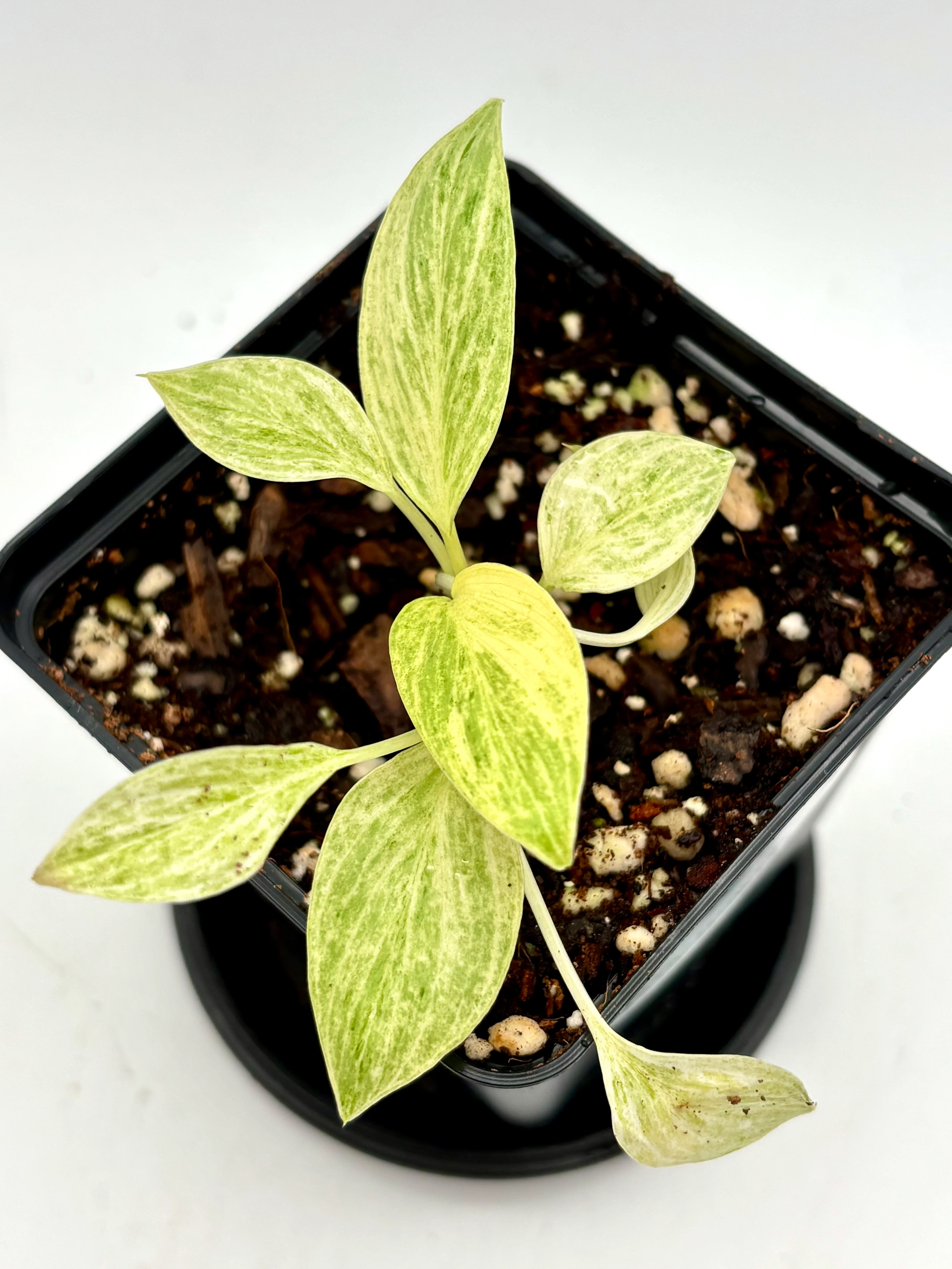 Homalomena Sulcata Cream Frost Jungpflanze - Image 2