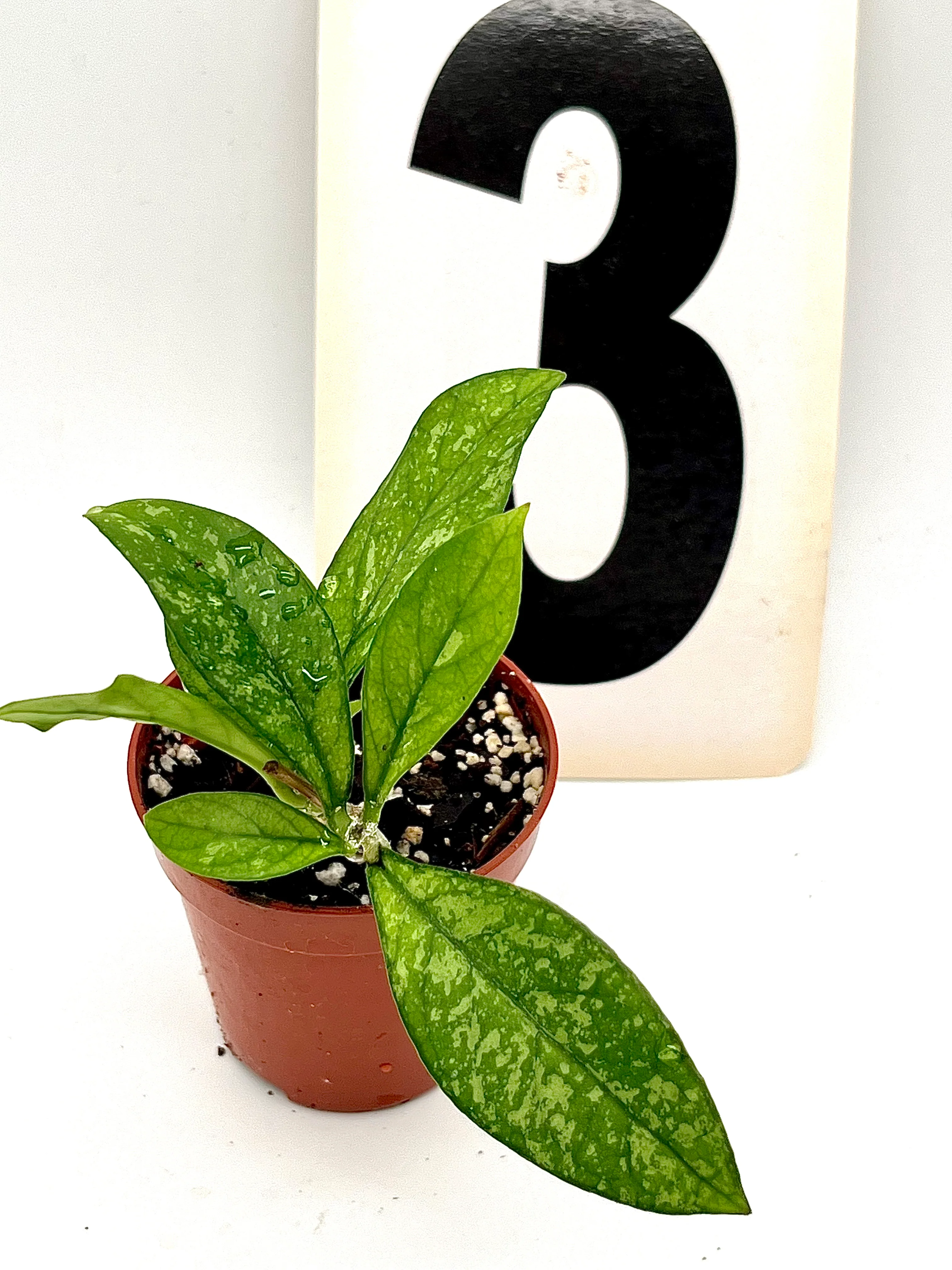 Hoya Crassipetiolata - Image 3