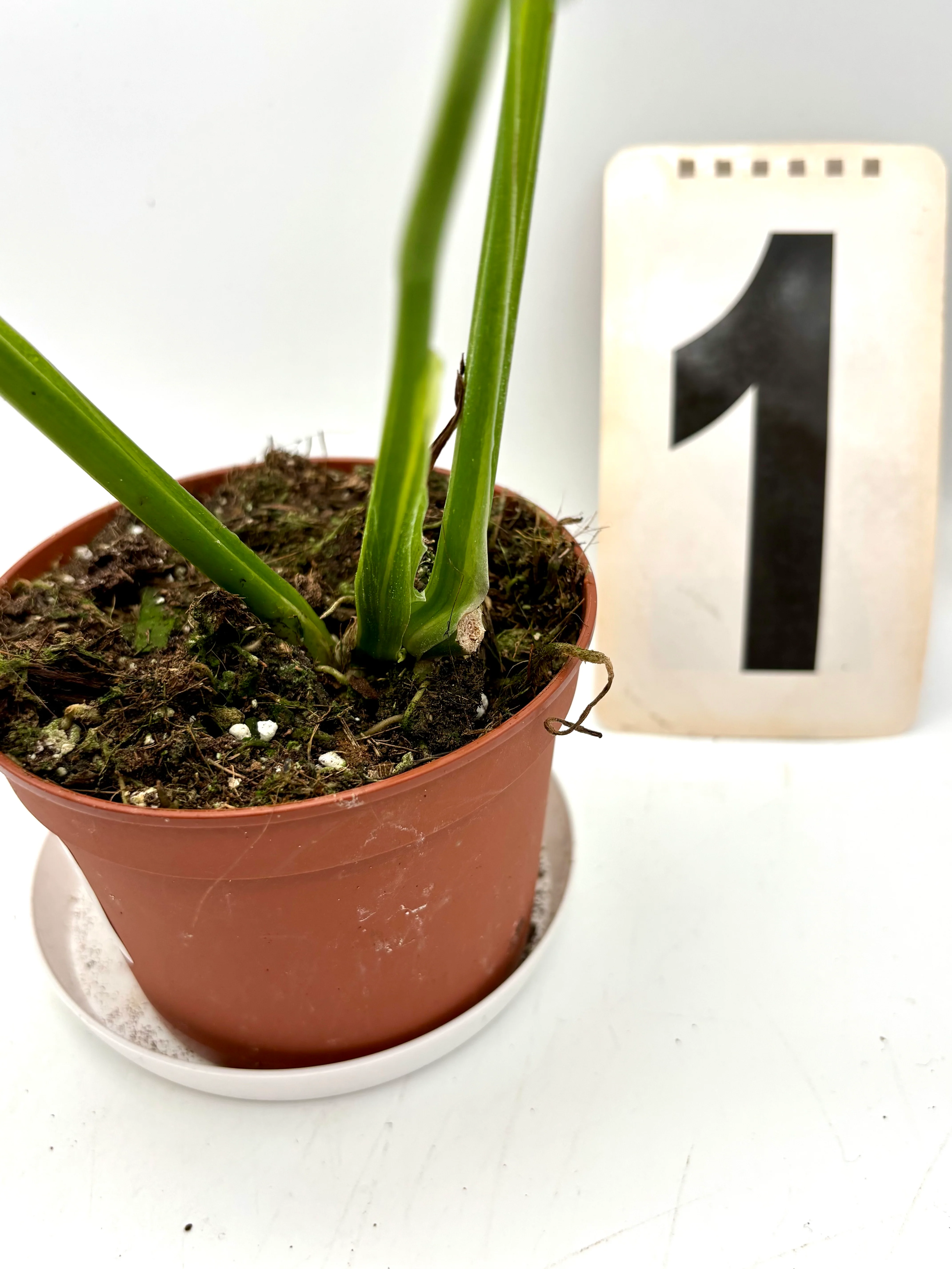 Monstera Adansonii Aurea Variegata - Image 3