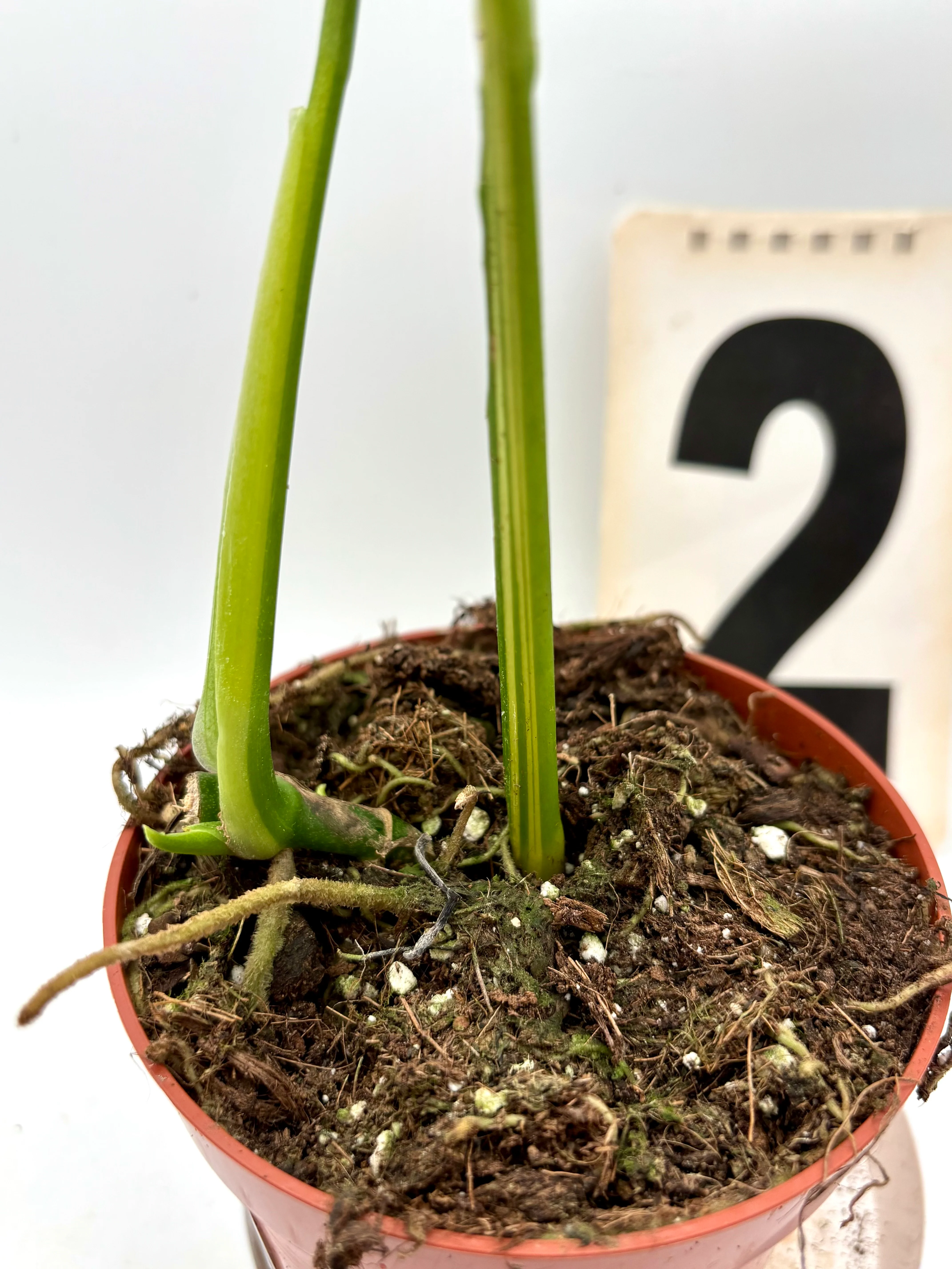 Monstera Adansonii Aurea Variegata - Image 4