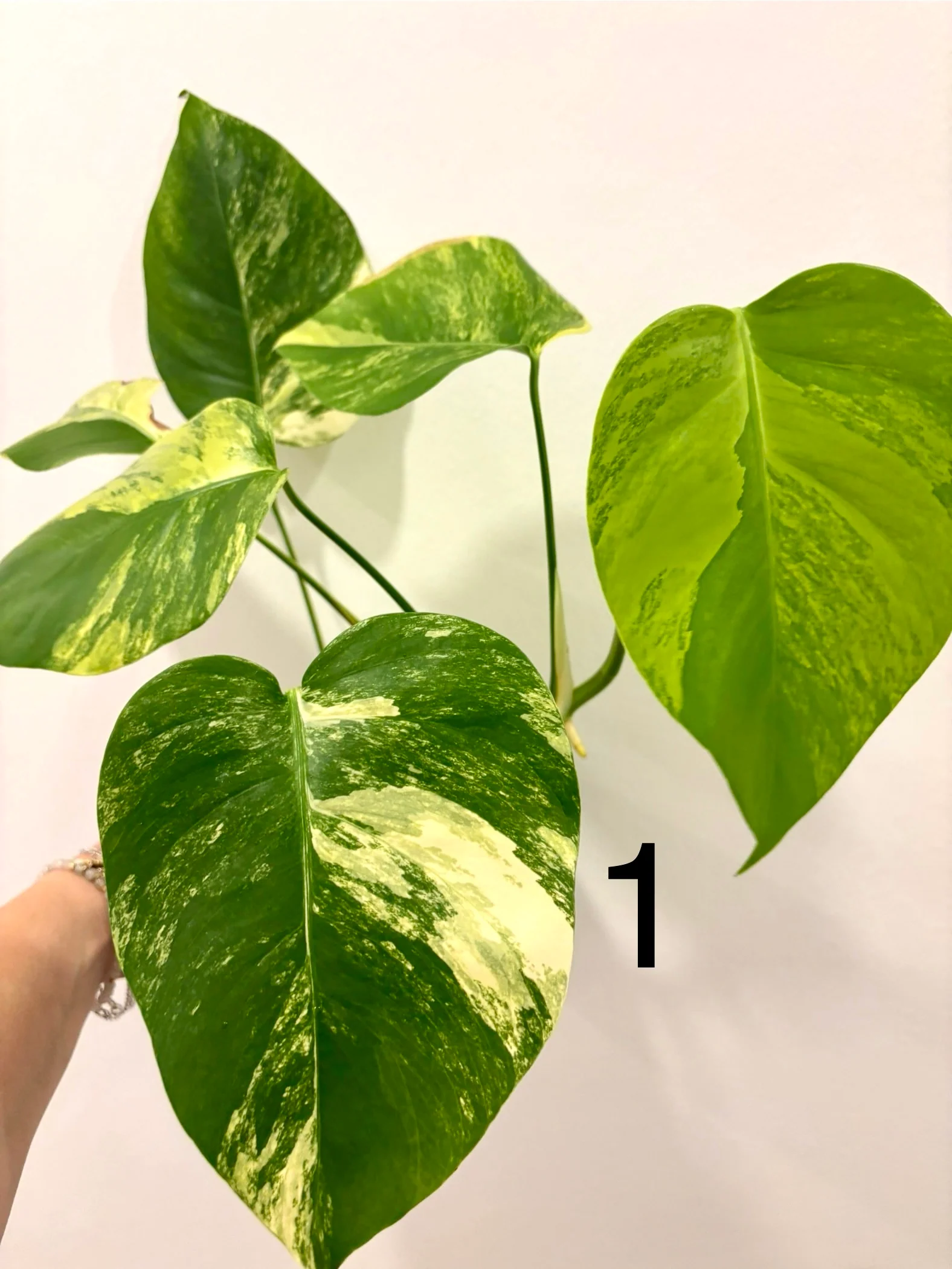 Monstera Aurea Variegata - Image 3