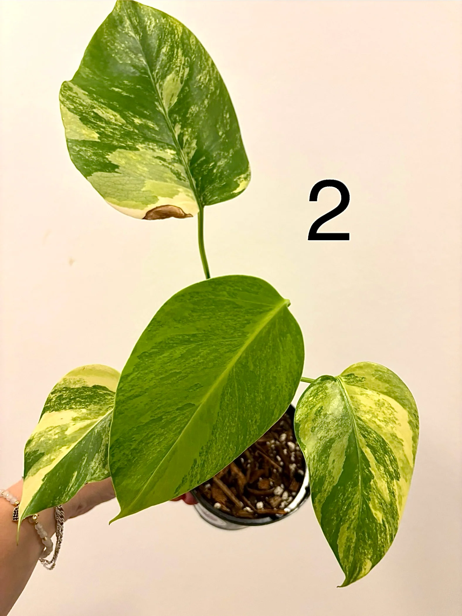 Monstera Aurea Variegata - Image 4