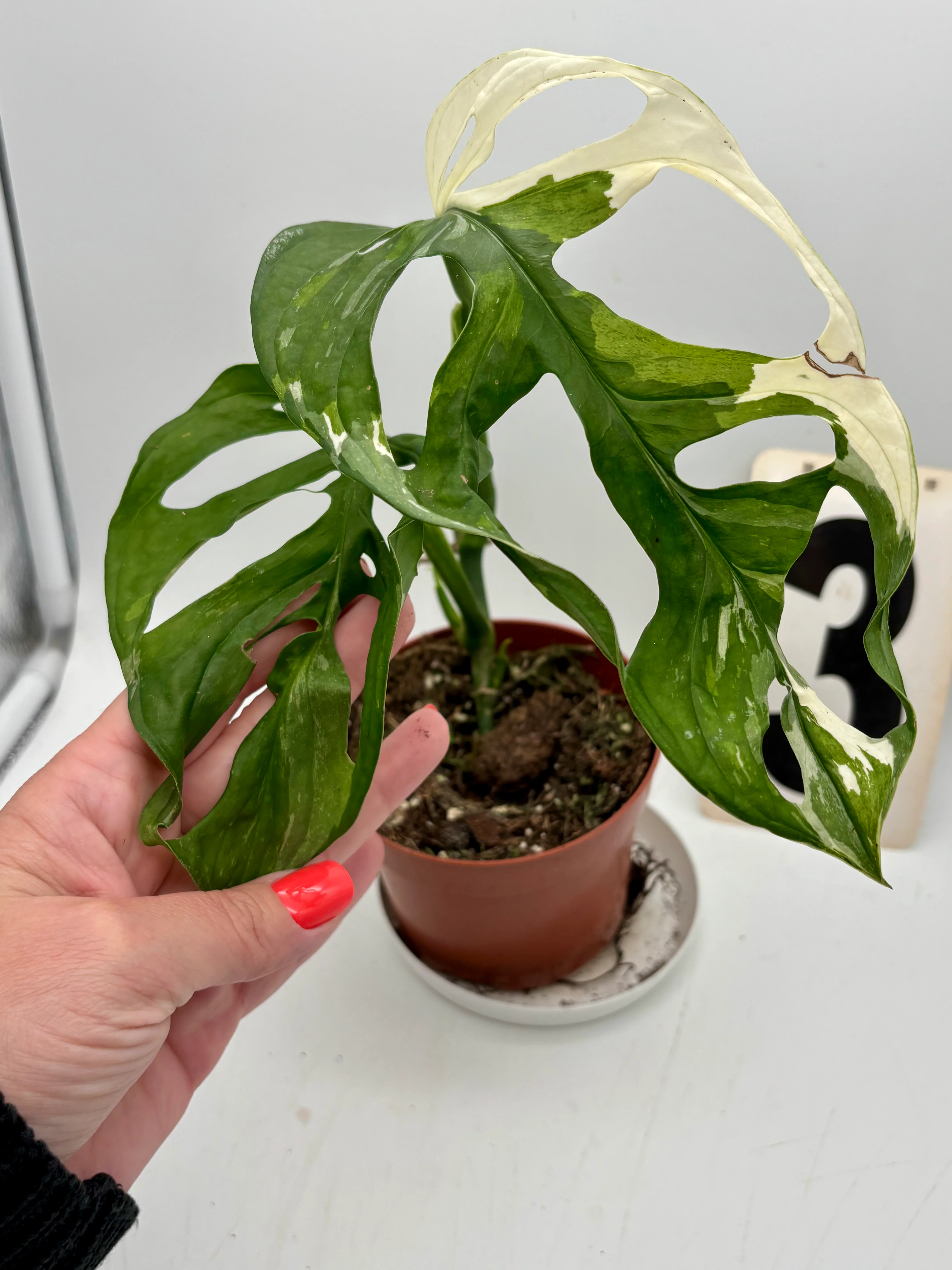 Monstera Adansonii Variegata - Image 3
