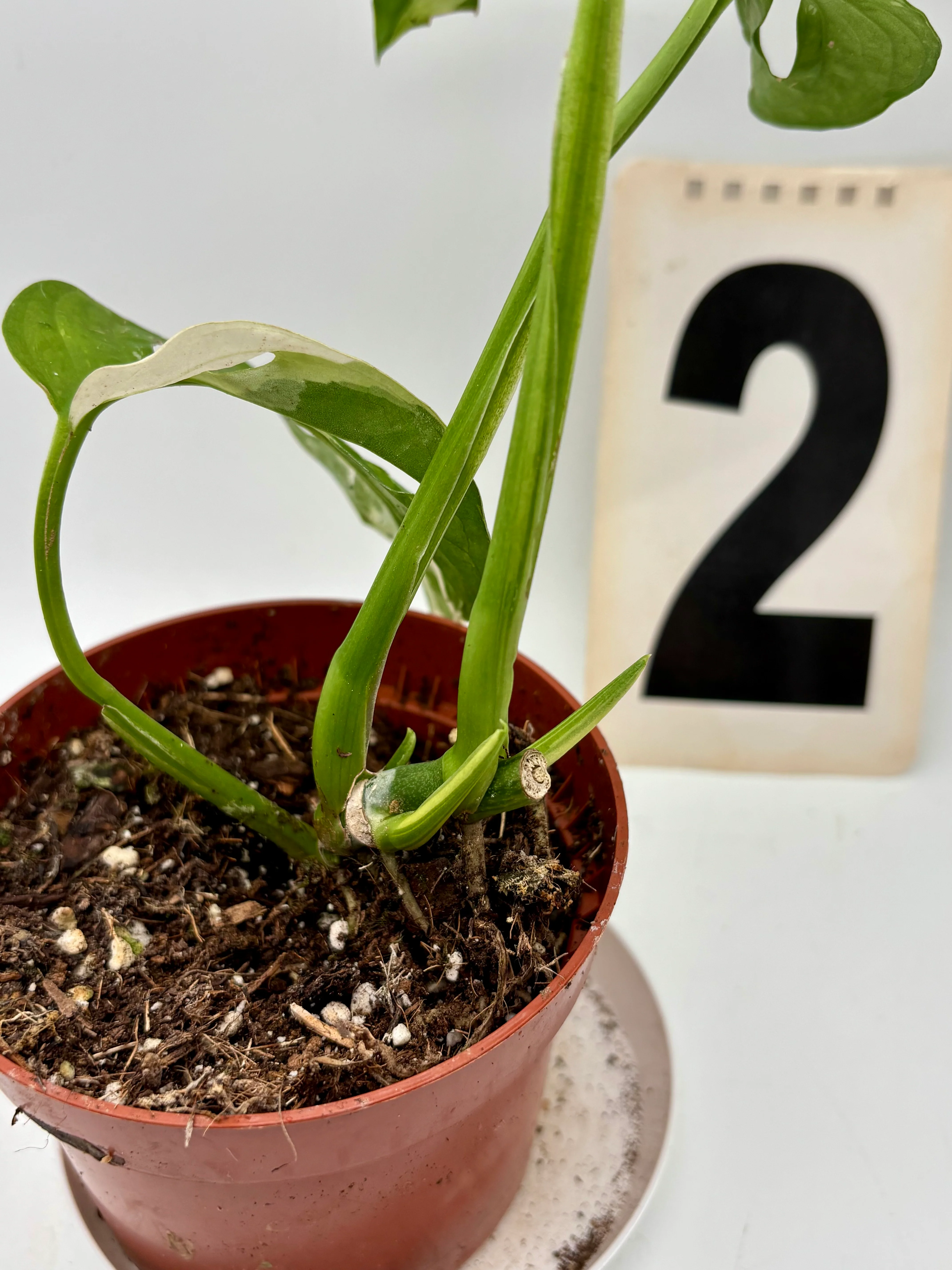 Monstera Adansonii Variegata - Image 4