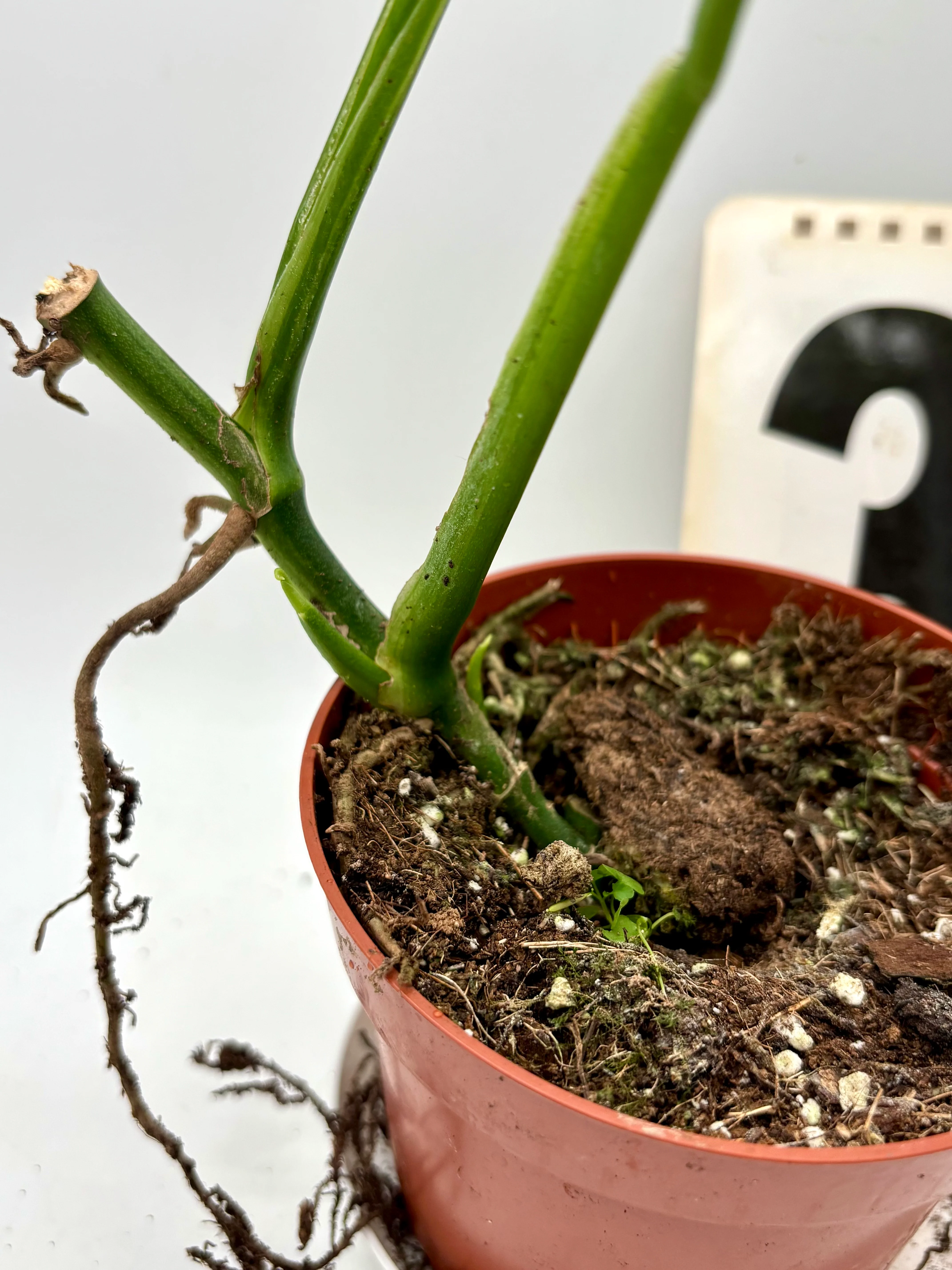 Monstera Adansonii Variegata - Image 5