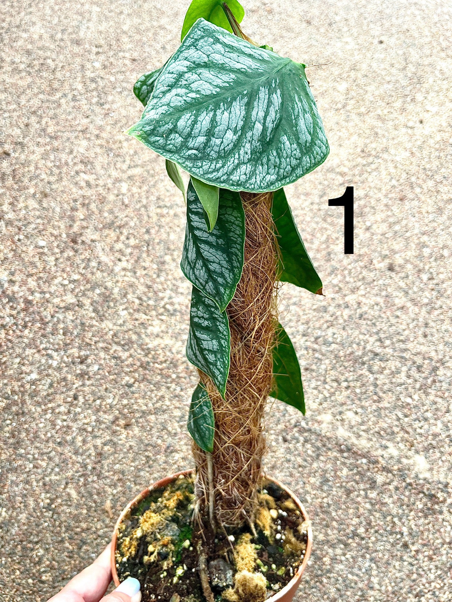 Monstera Dubia - Image 3