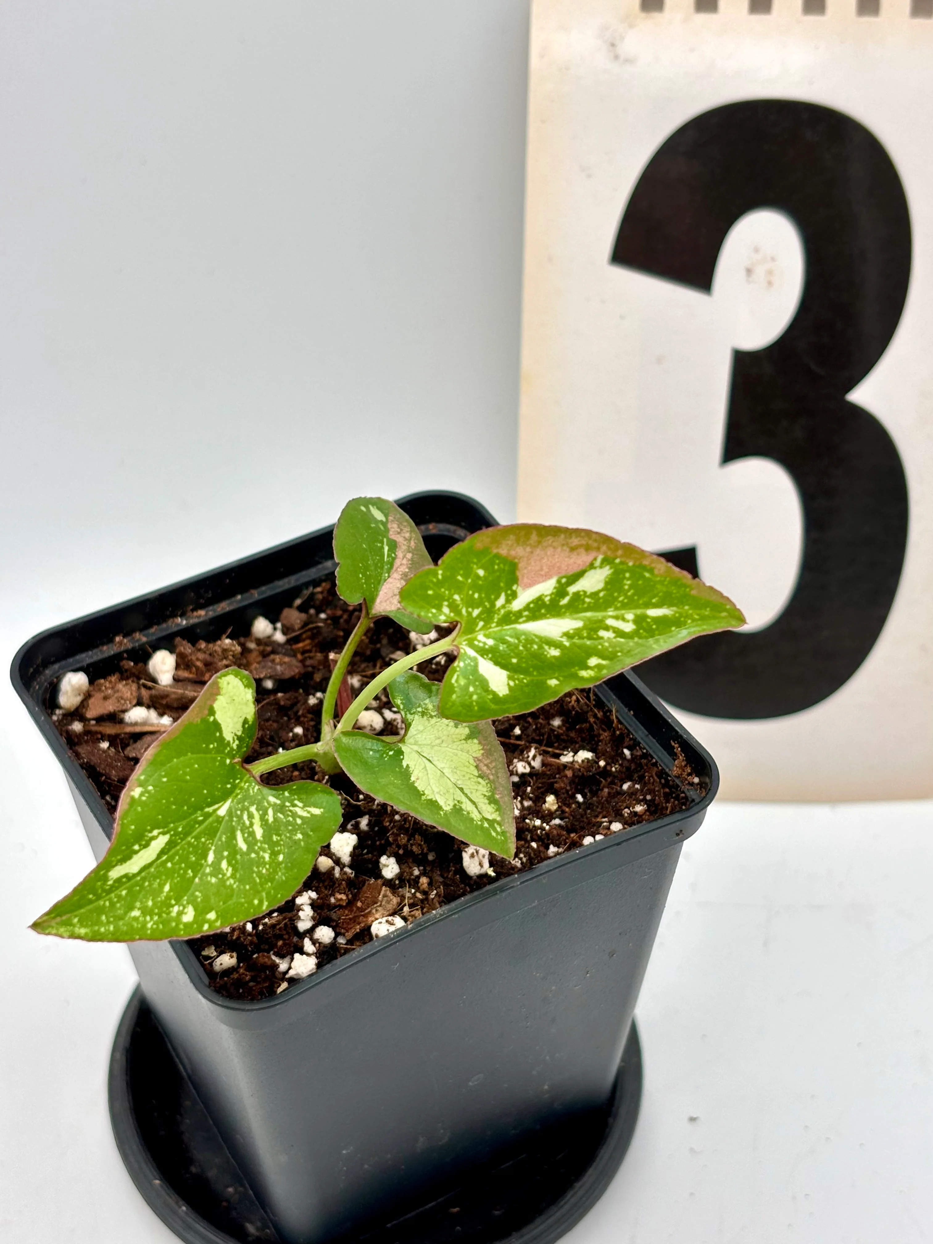 Syngonium Red Spot Tricolor - Image 3