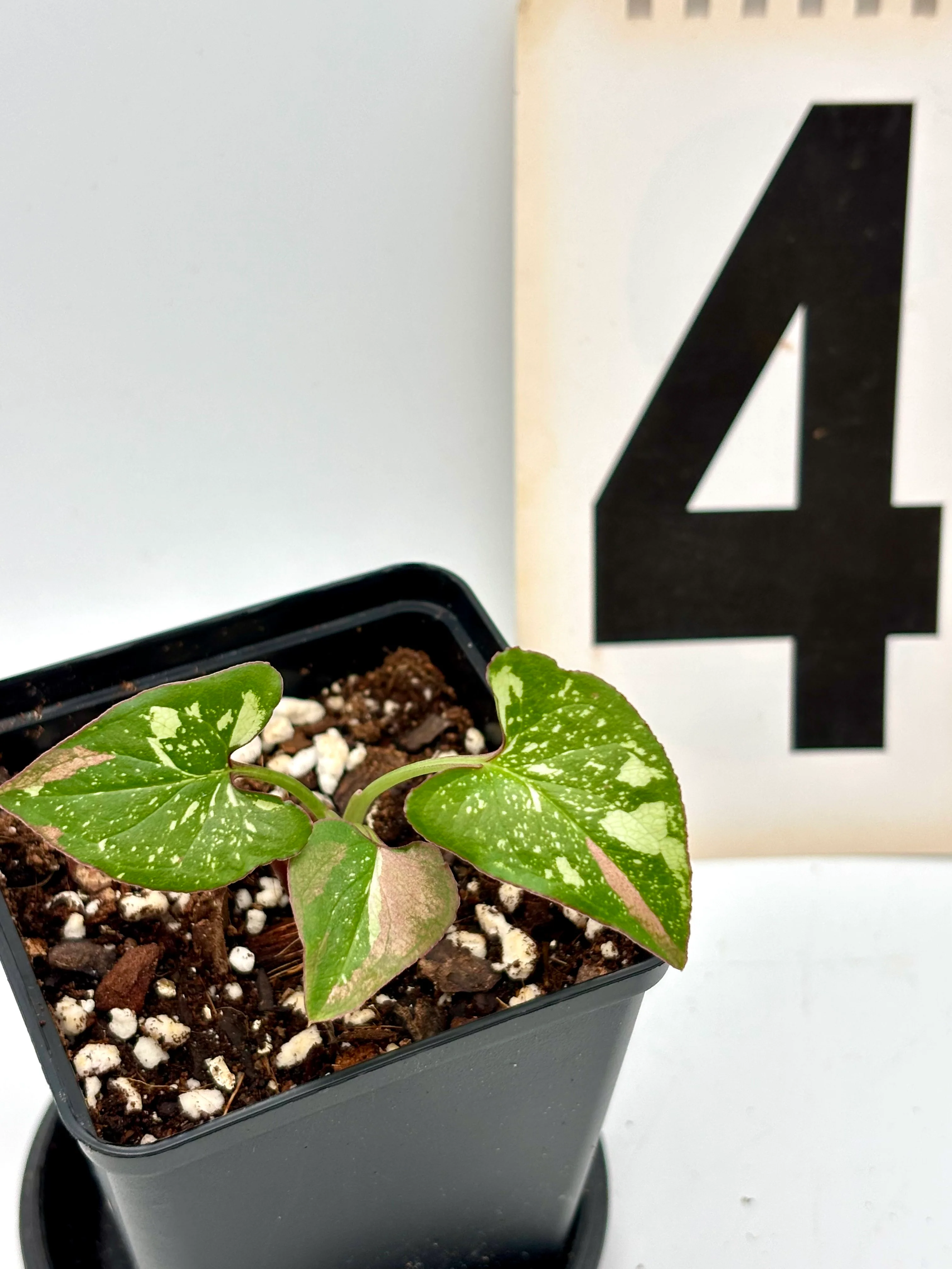 Syngonium Red Spot Tricolor - Image 4