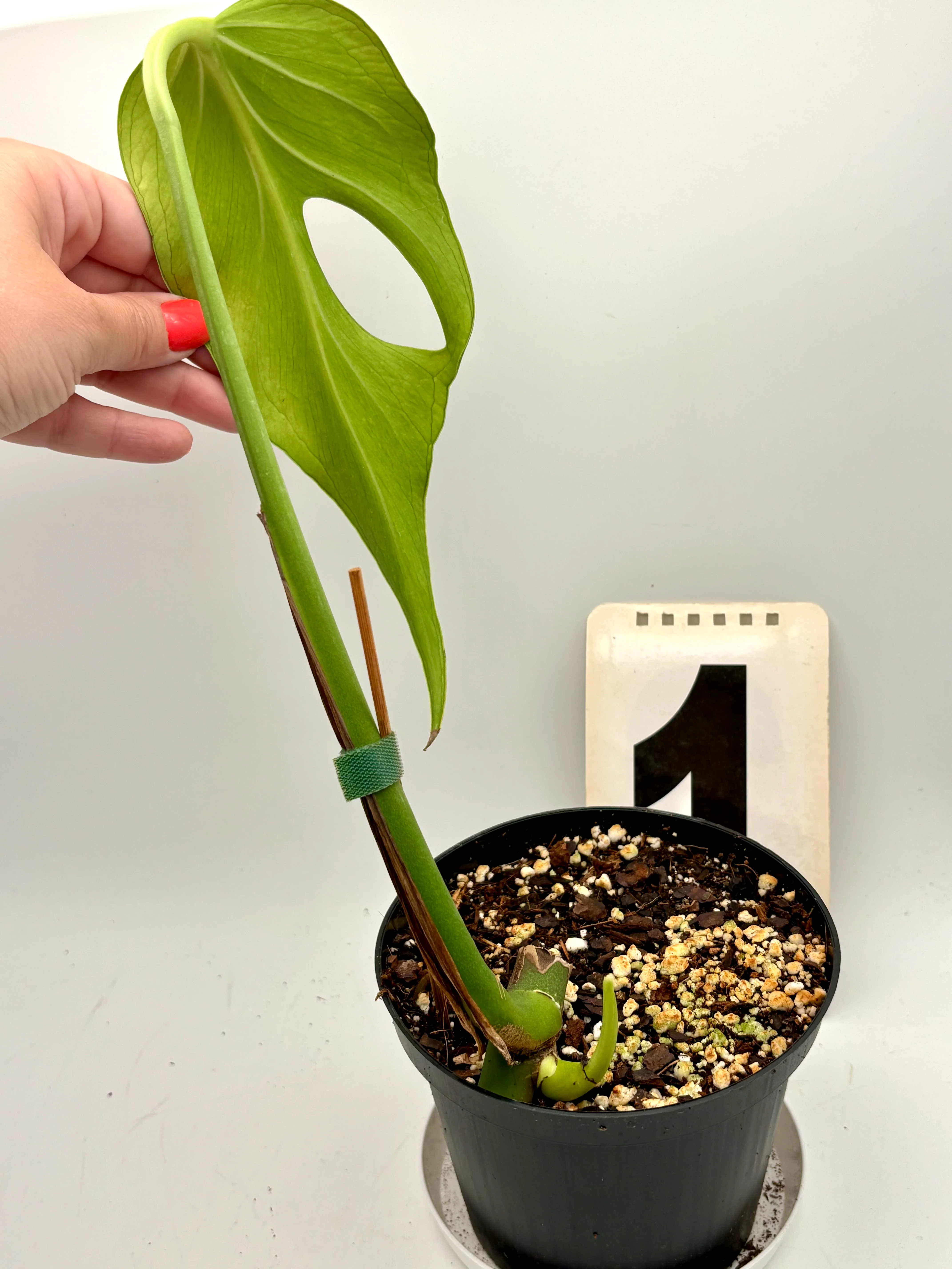 Monstera Burle Marx Flame / Dilacerata - Image 3