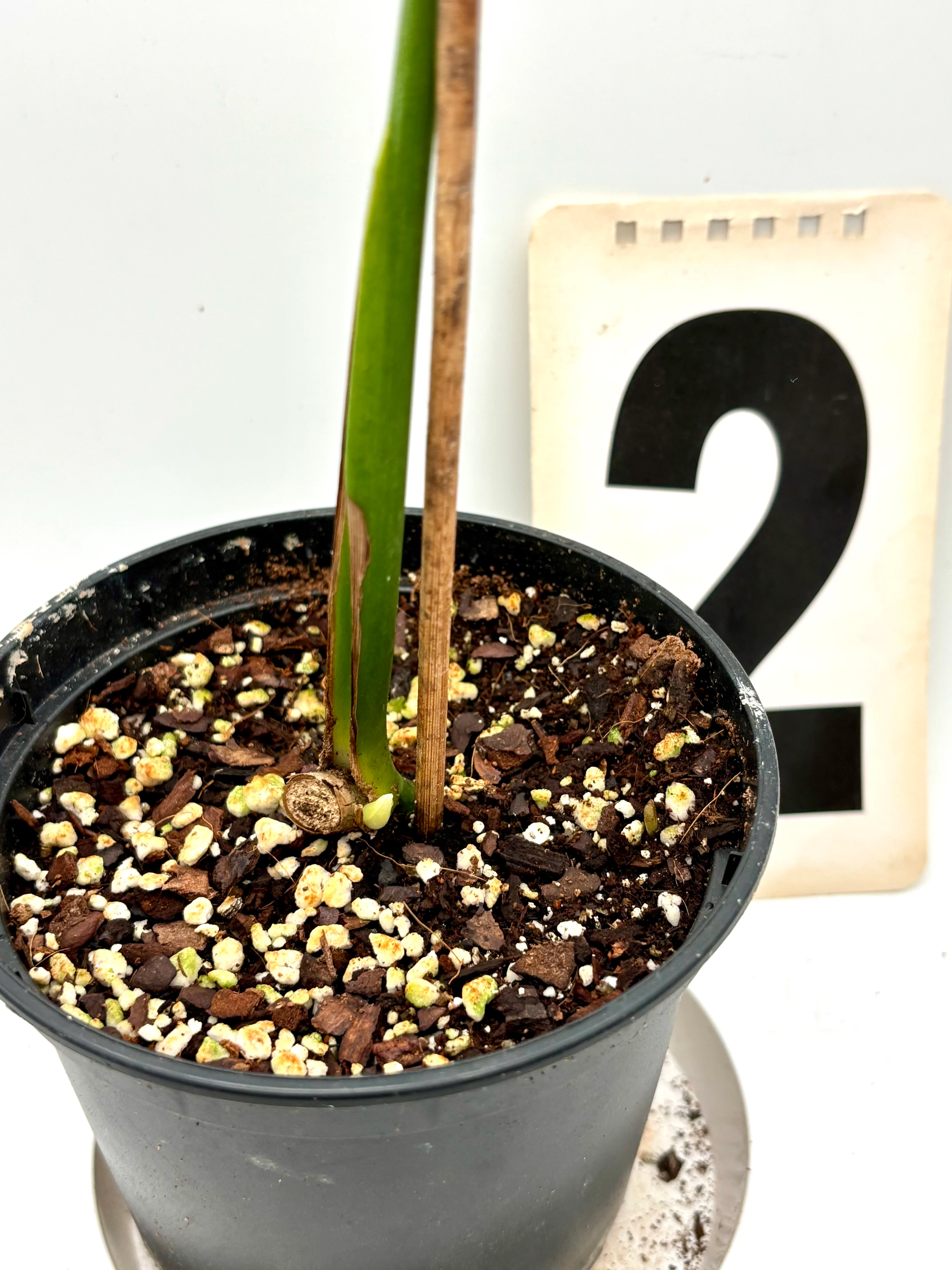 Monstera Burle Marx Flame / Dilacerata - Image 4