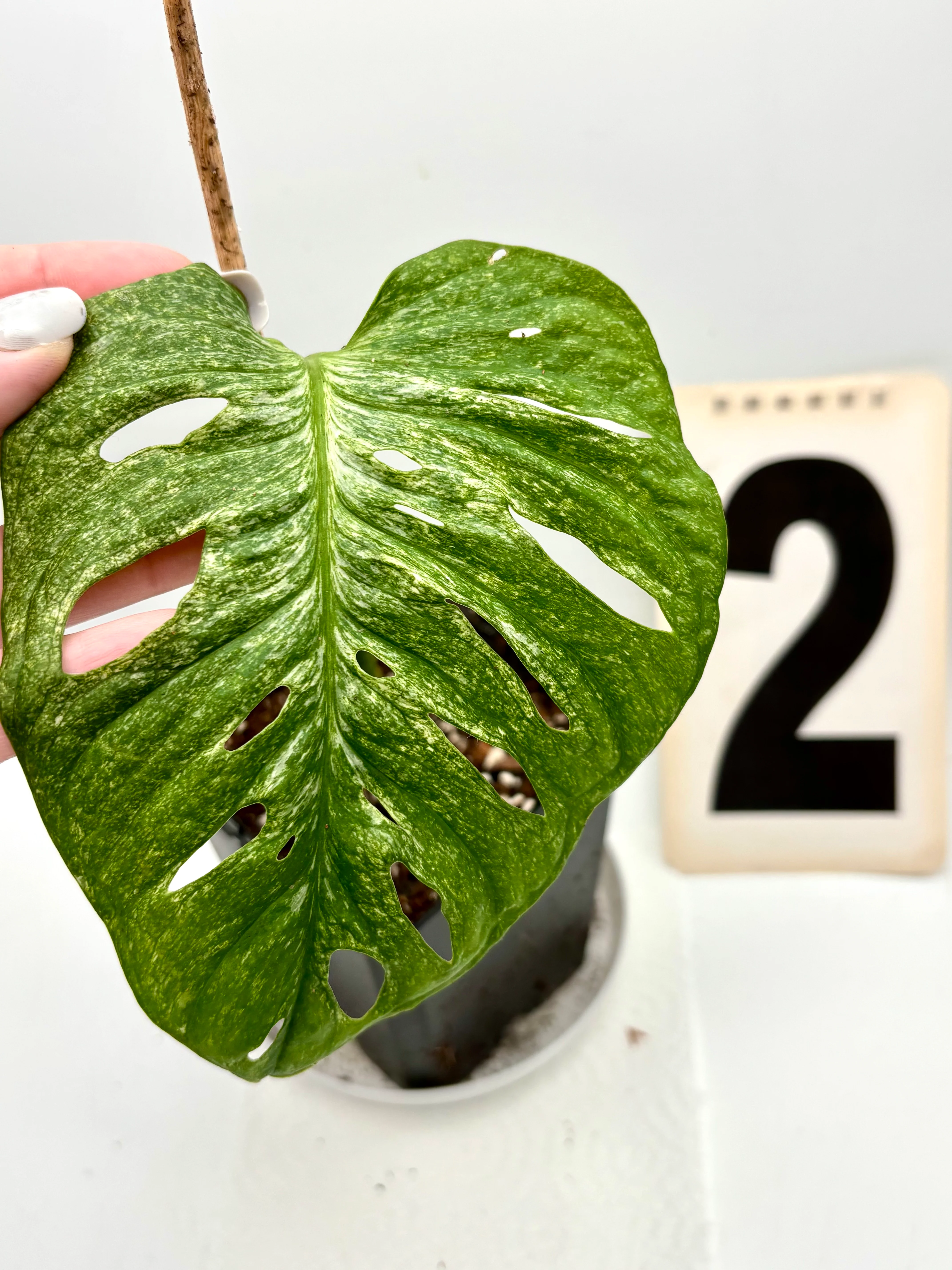 Monstera Adansonii Mint - Image 3