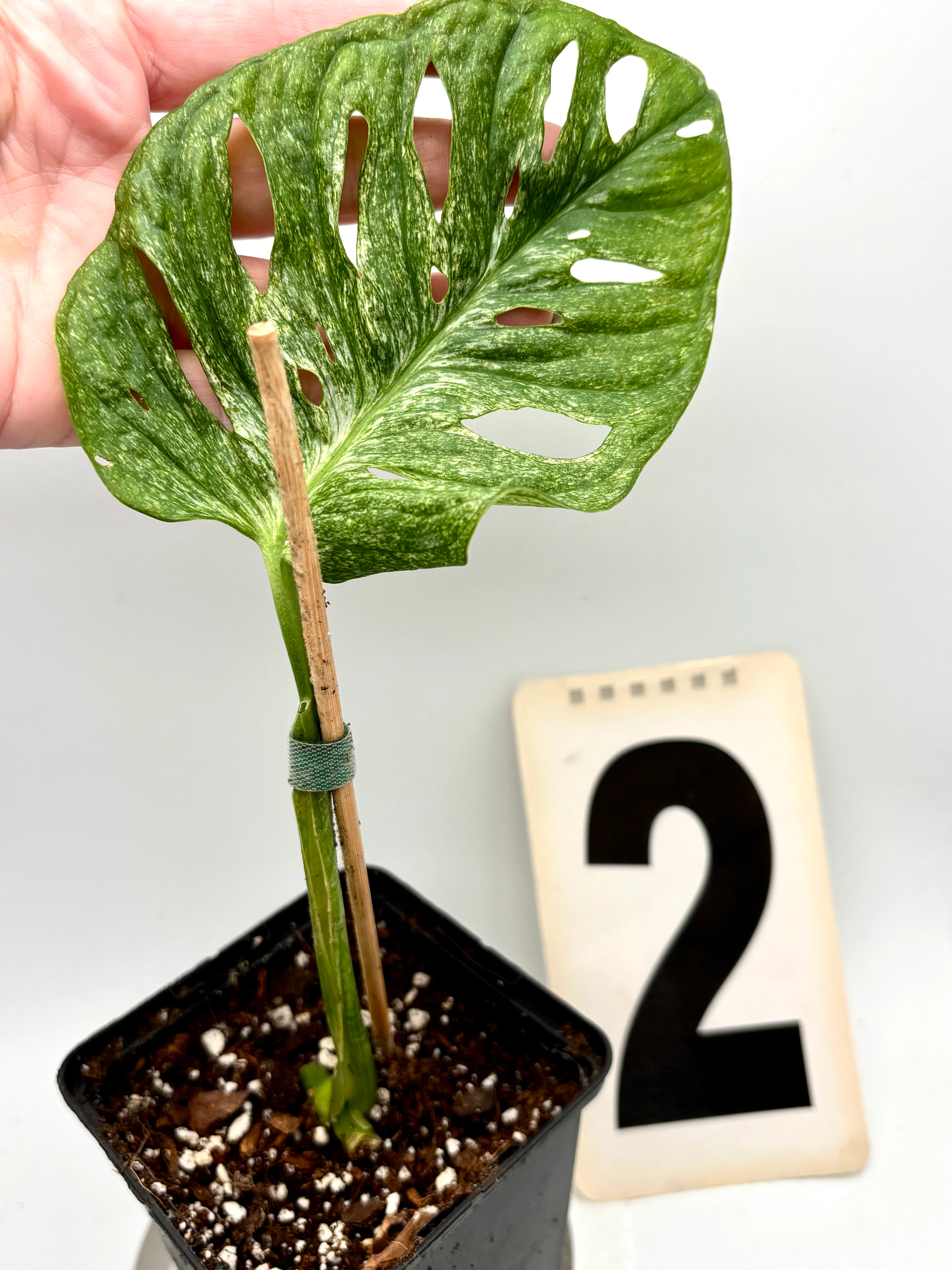Monstera Adansonii Mint - Image 4