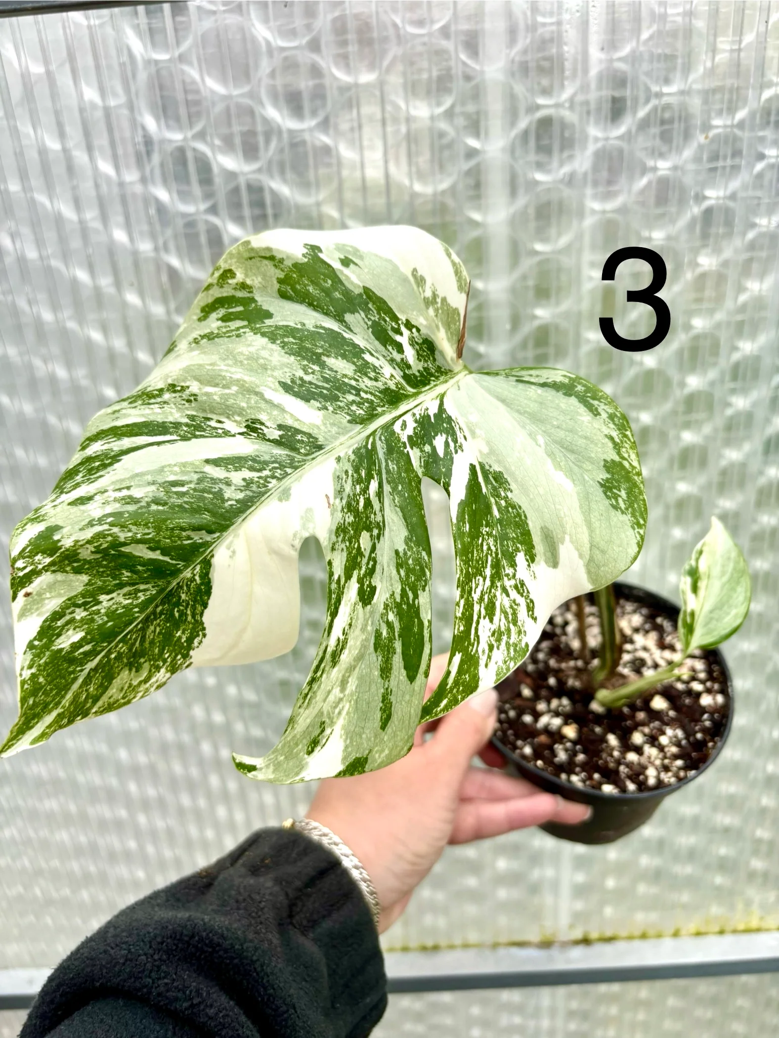 Monstera Variegata - Image 3