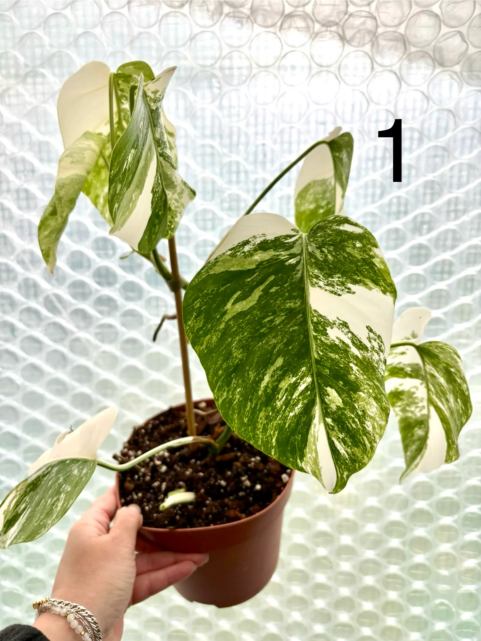 Monstera Variegata - Image 4