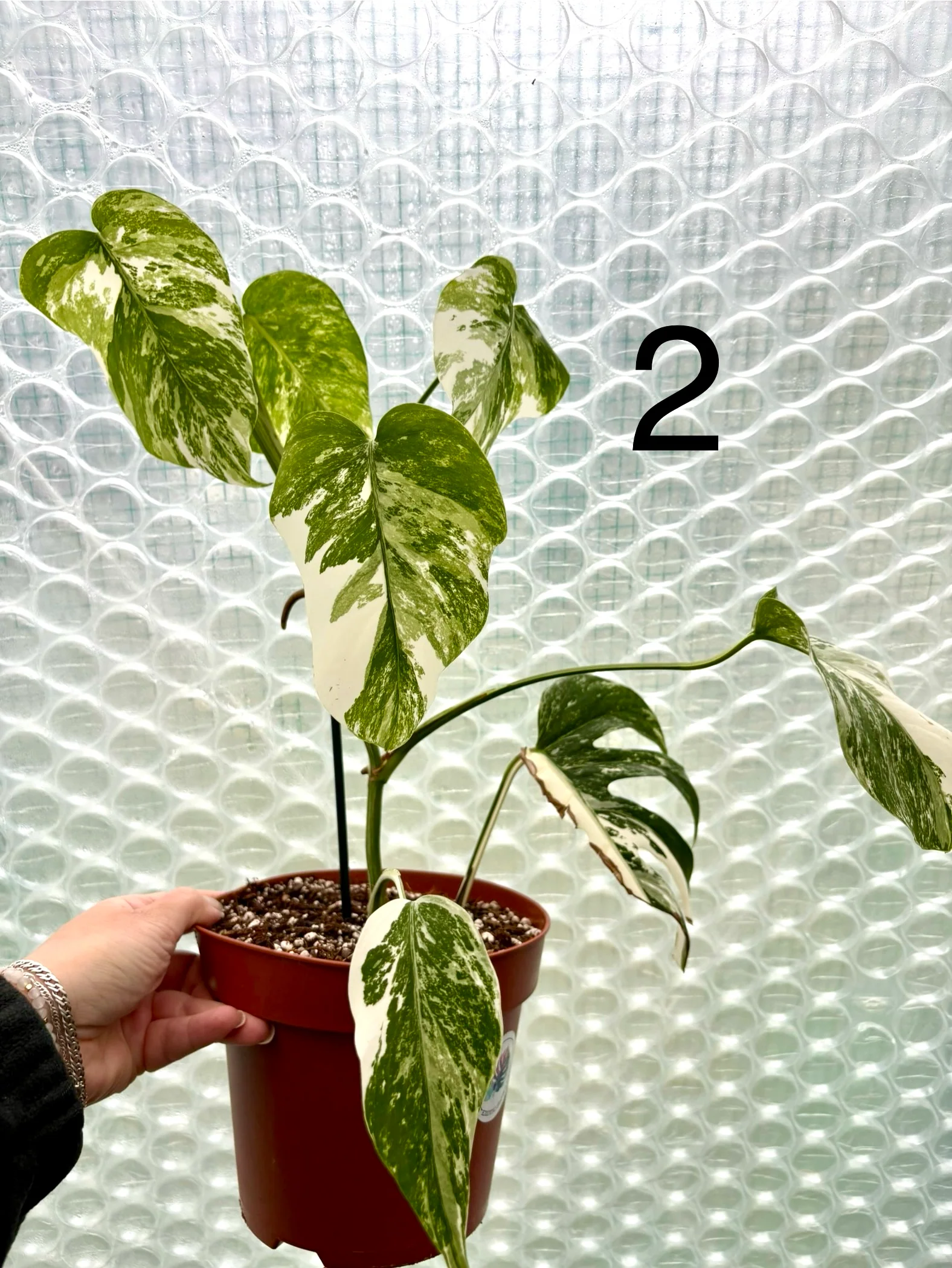 Monstera Variegata - Image 5