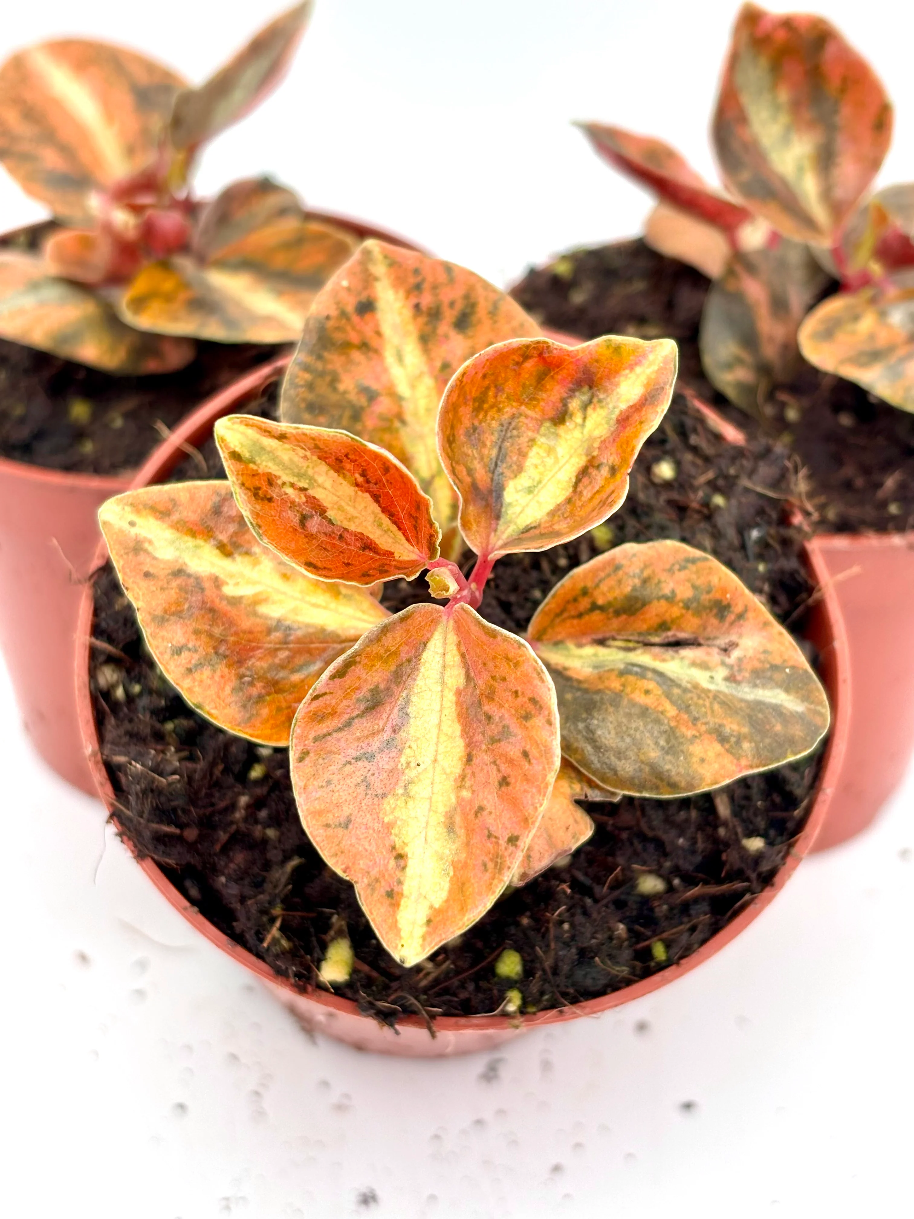 Peperomia Creme Brulee