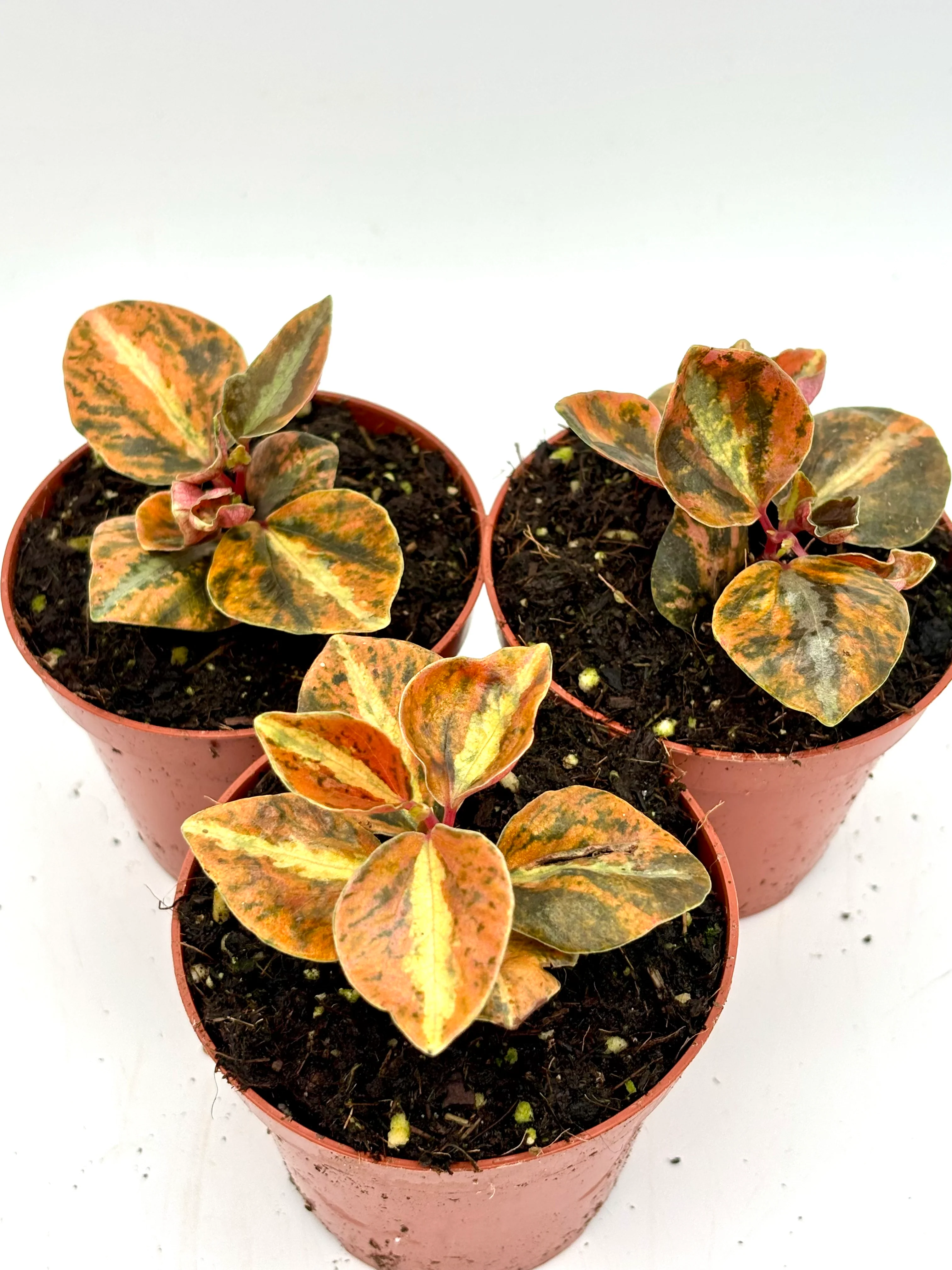 Peperomia Creme Brulee - Image 2
