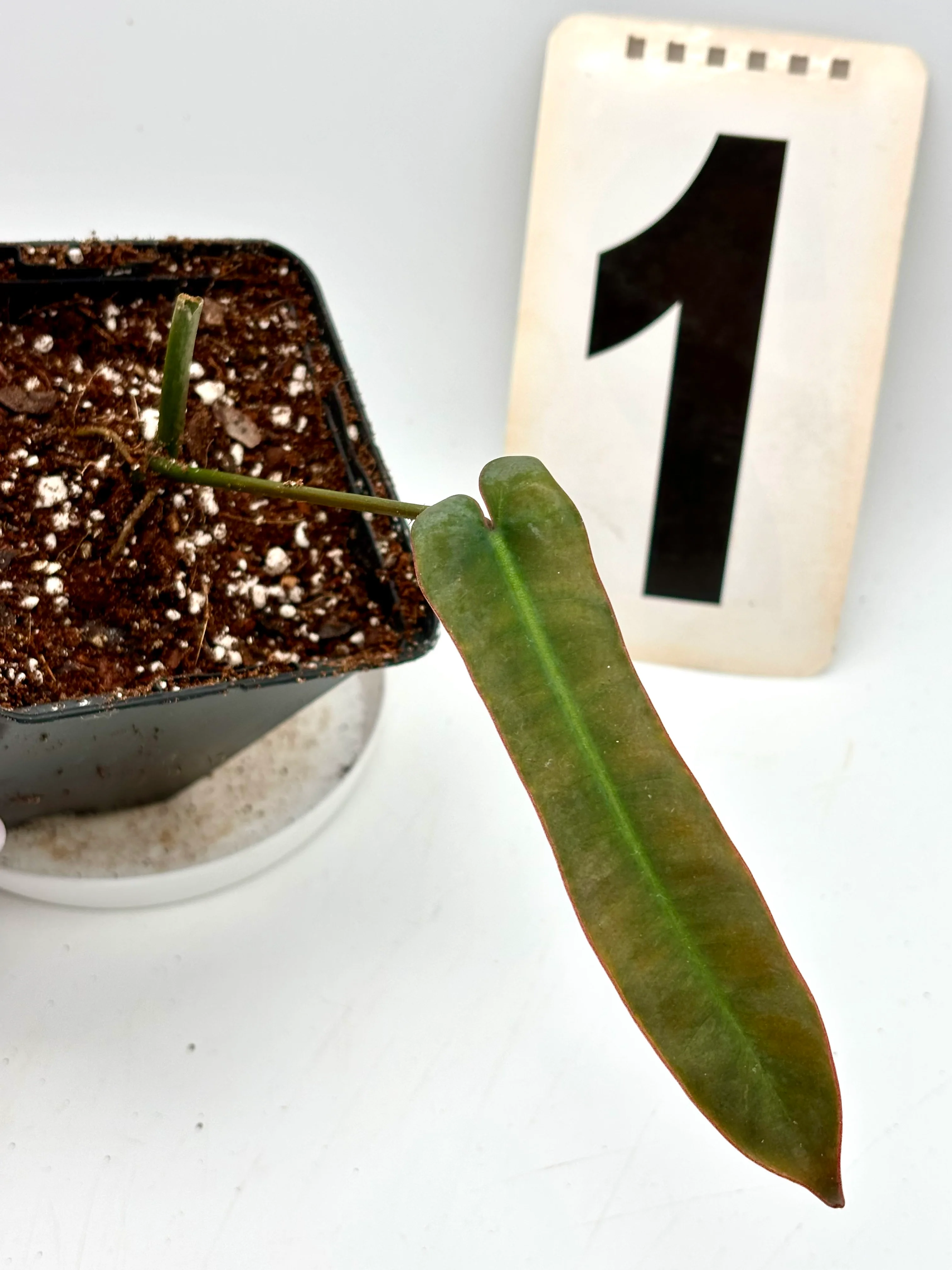 Philodendron Atabapoense