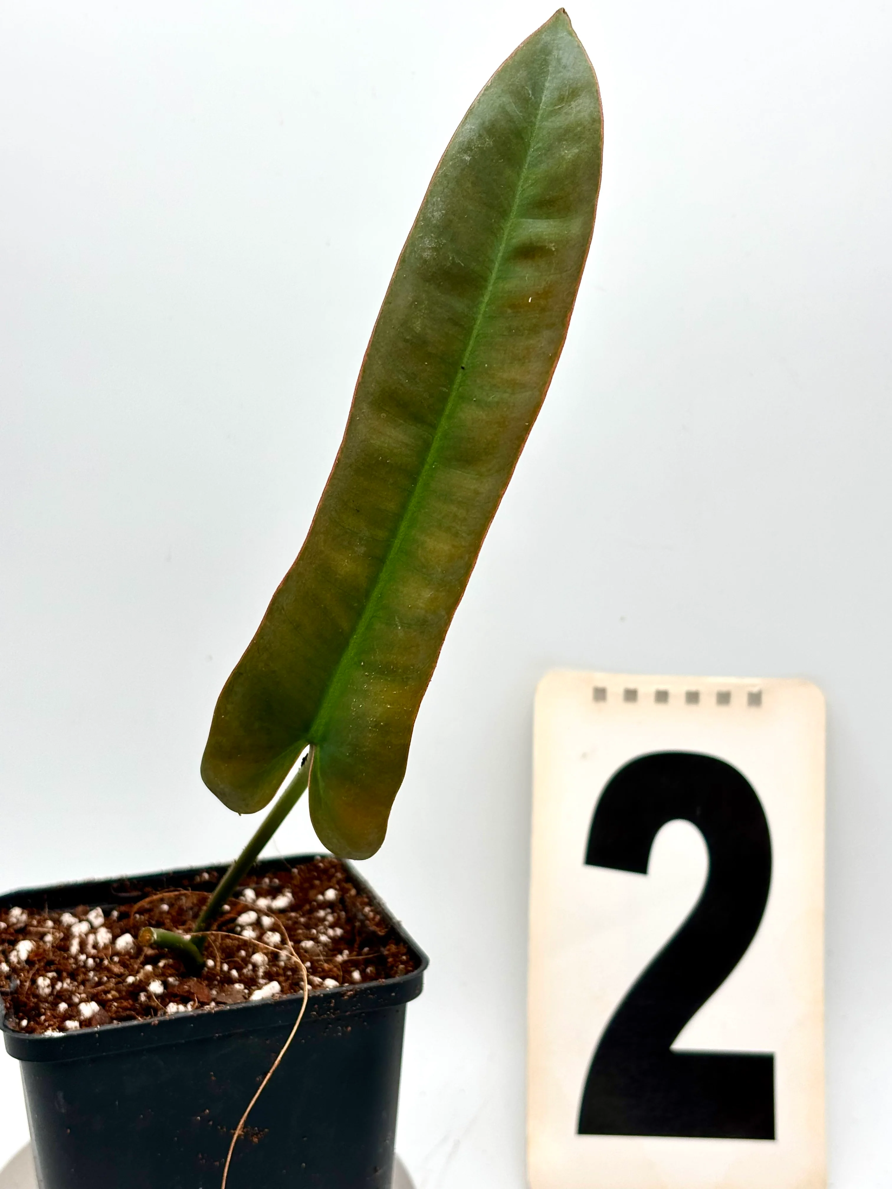 Philodendron Atabapoense - Image 2
