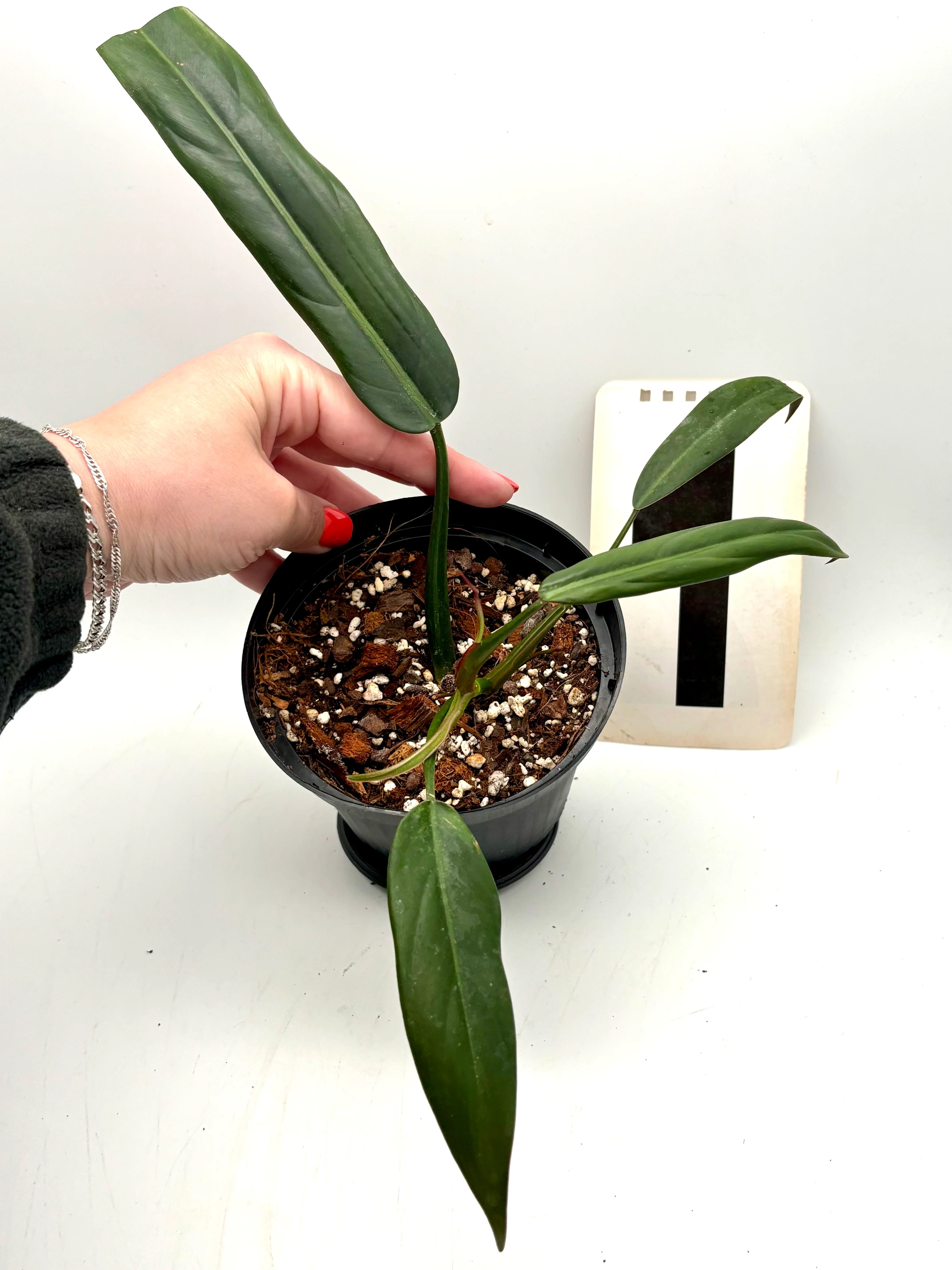 Philodendron Bicolor