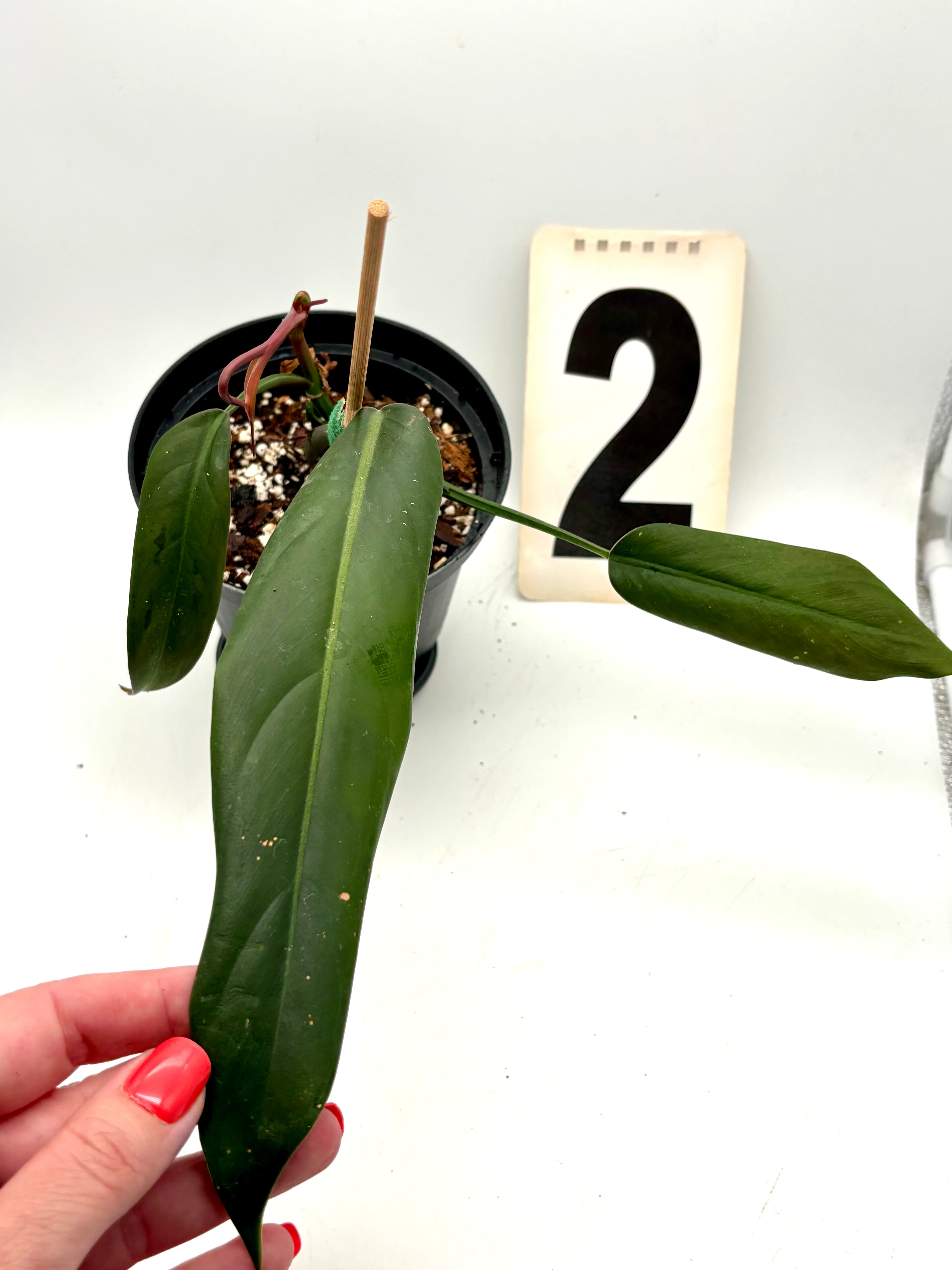 Philodendron Bicolor - Image 2