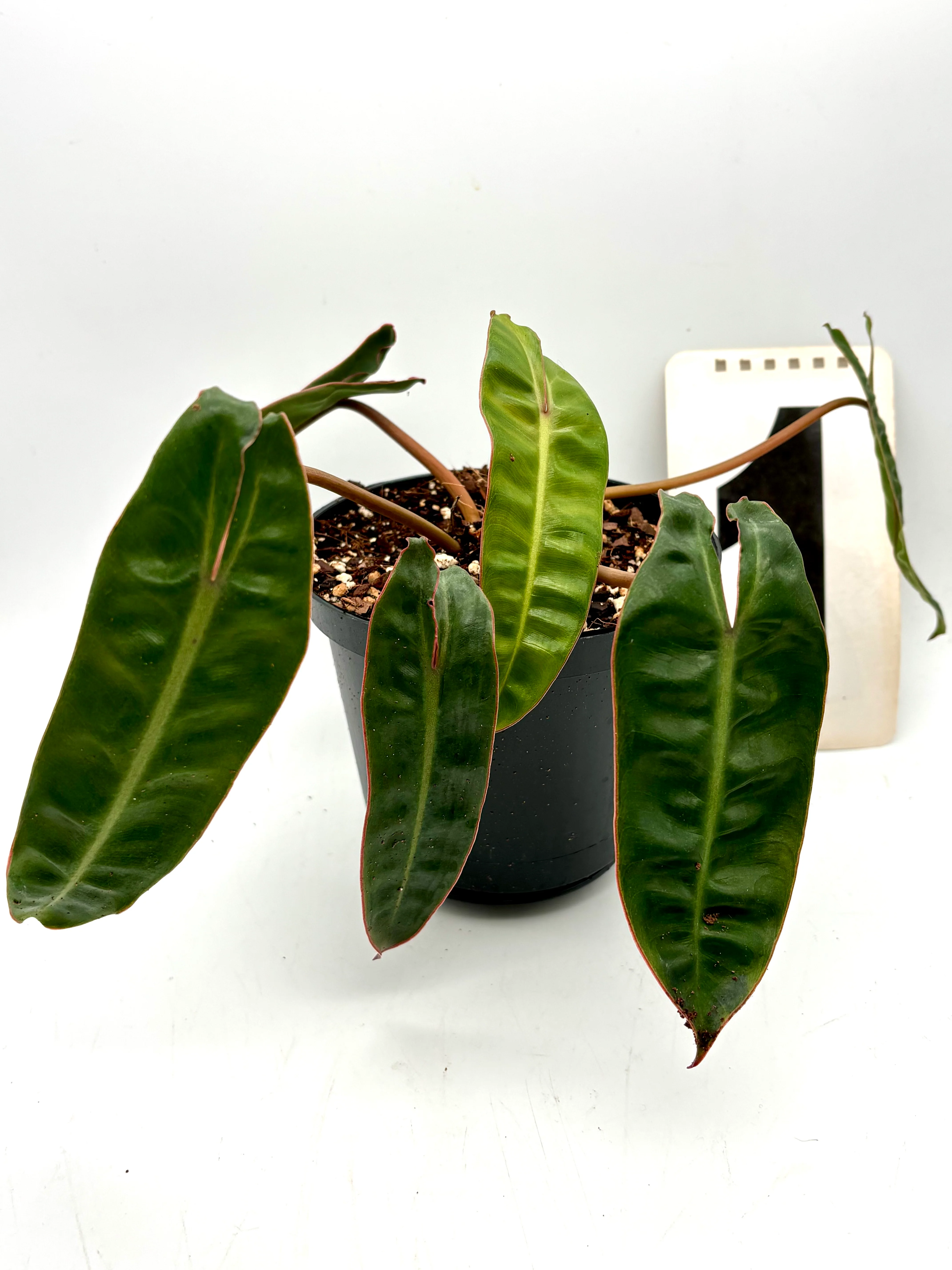 Philodendron Billietiae