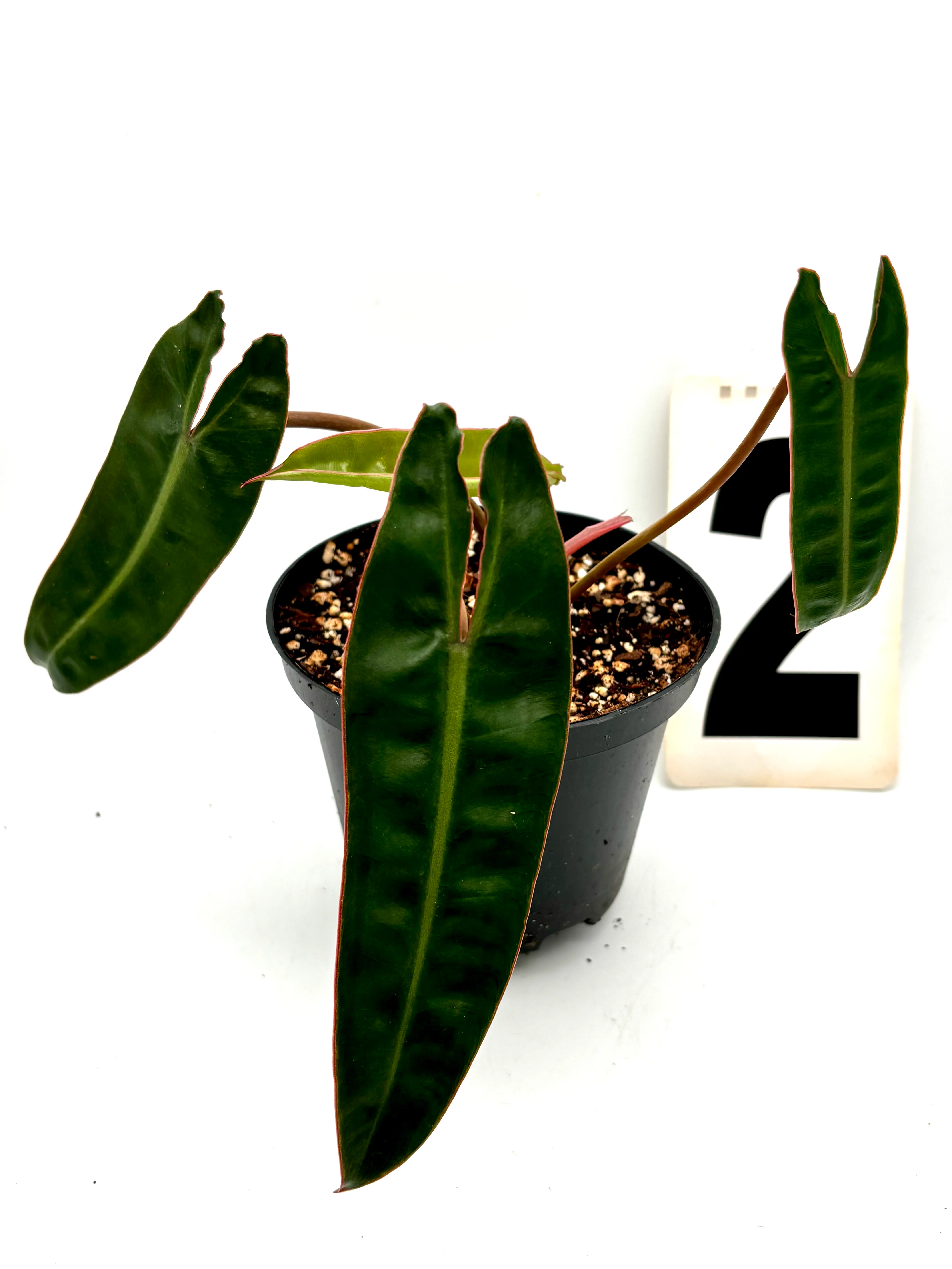 Philodendron Billietiae - Image 2