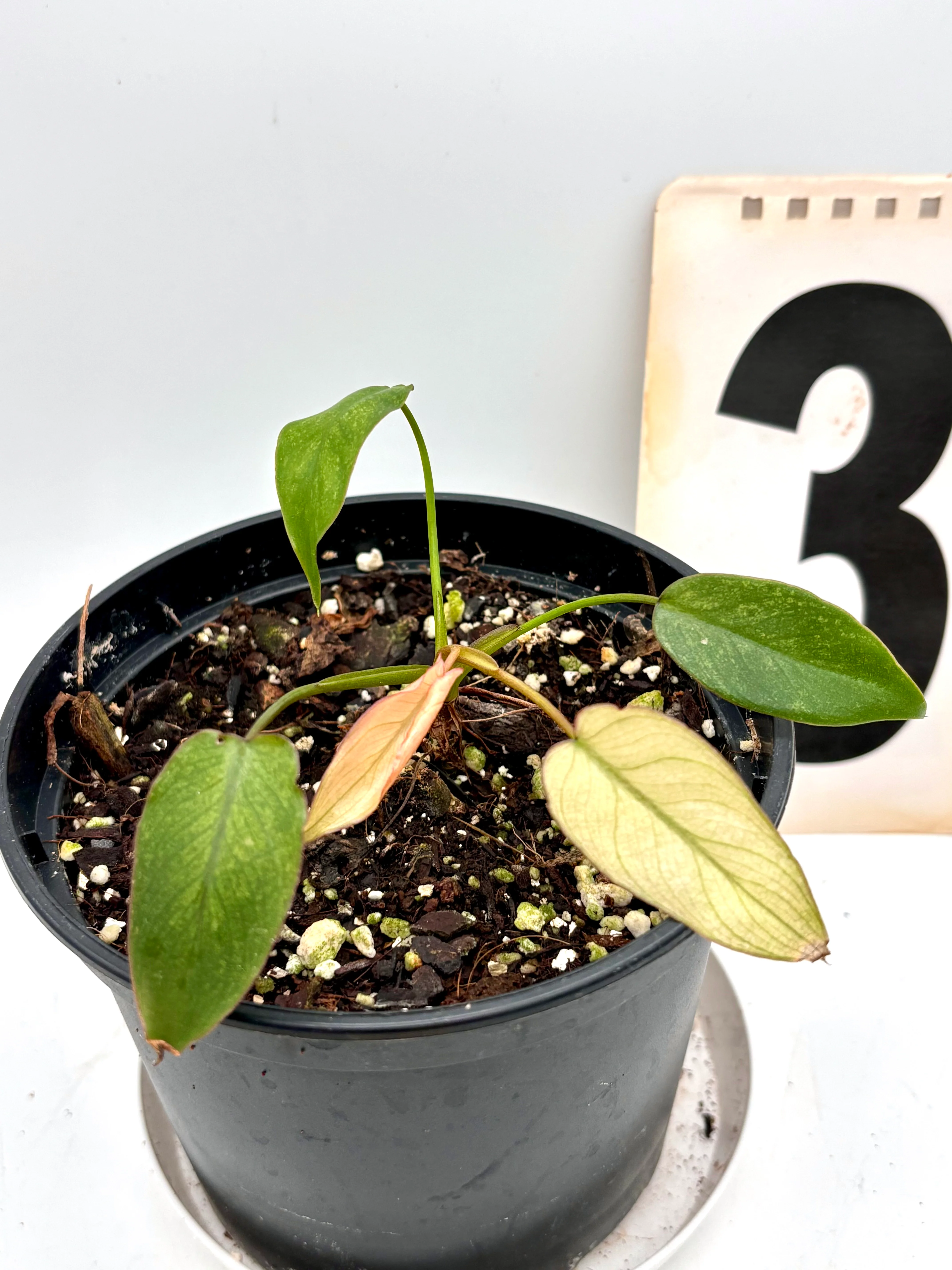 Philodendron Billietiae Mint-Blue-Gray Hybrid - Image 3