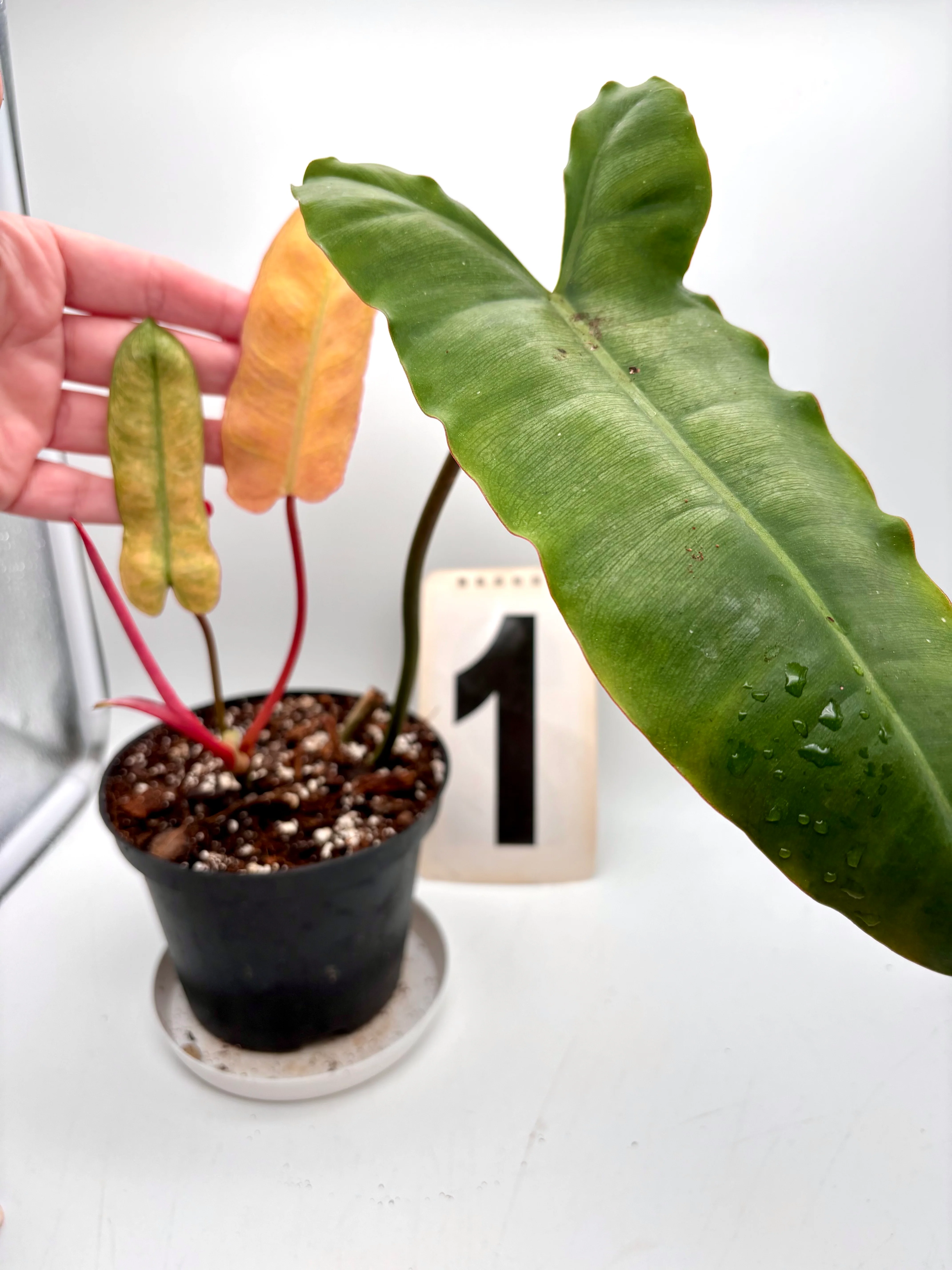 Philodendron Billietiae Mint-Blue-Gray Hybrid - Image 4