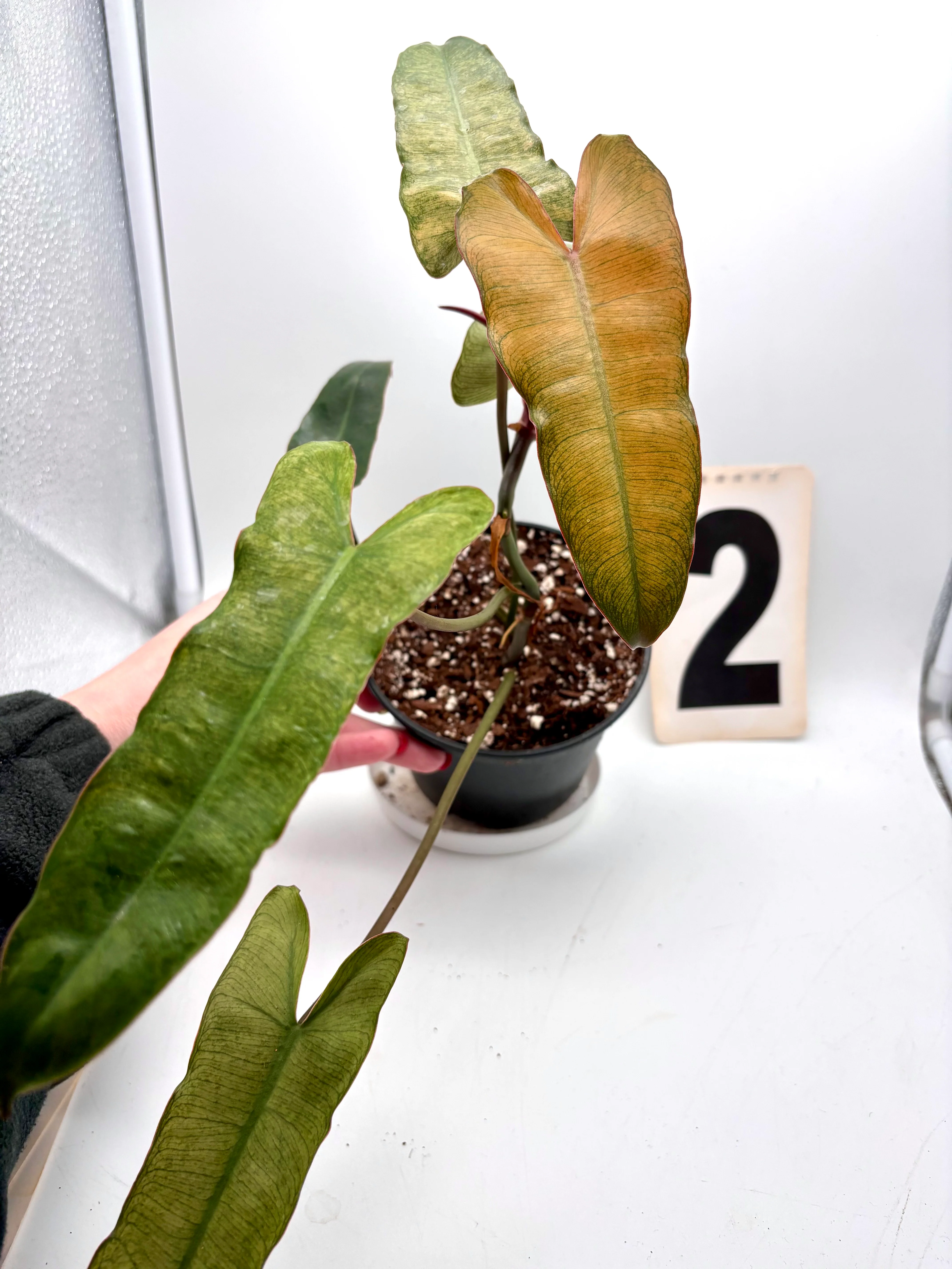 Philodendron Billietiae Mint-Blue-Gray Hybrid - Image 5