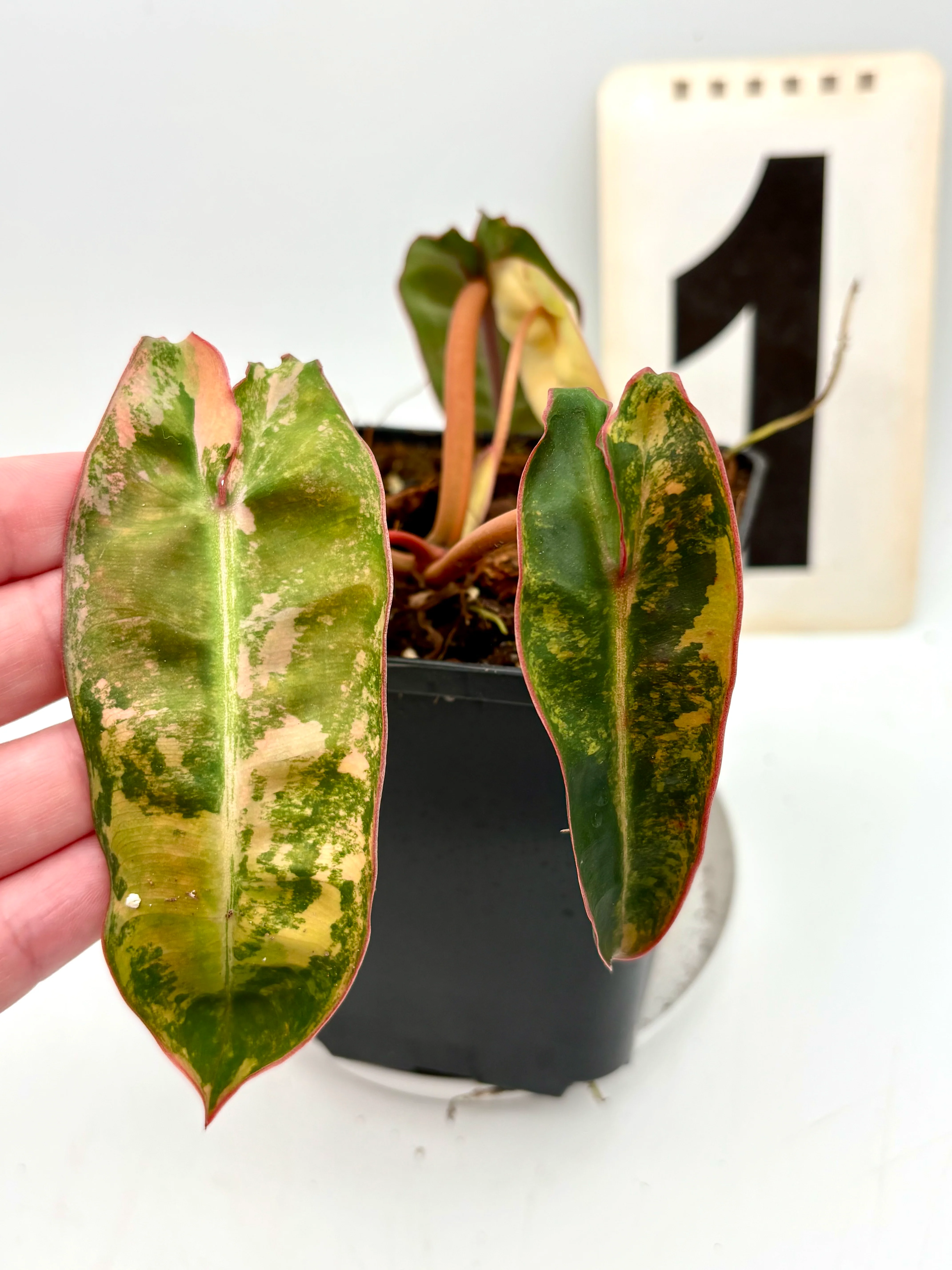 Philodendron Billietiae Variegata