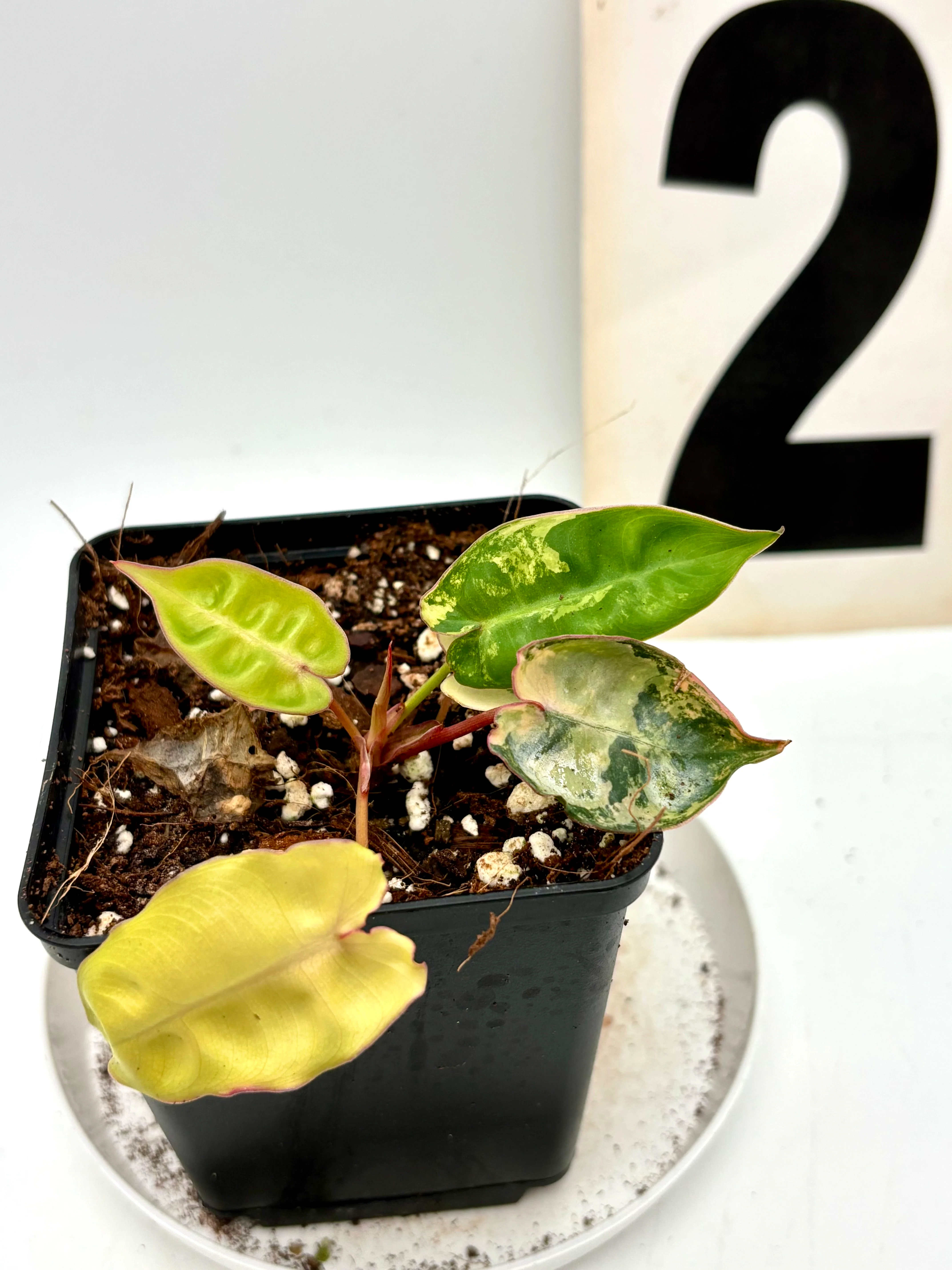 Philodendron Billietiae Variegata - Image 2