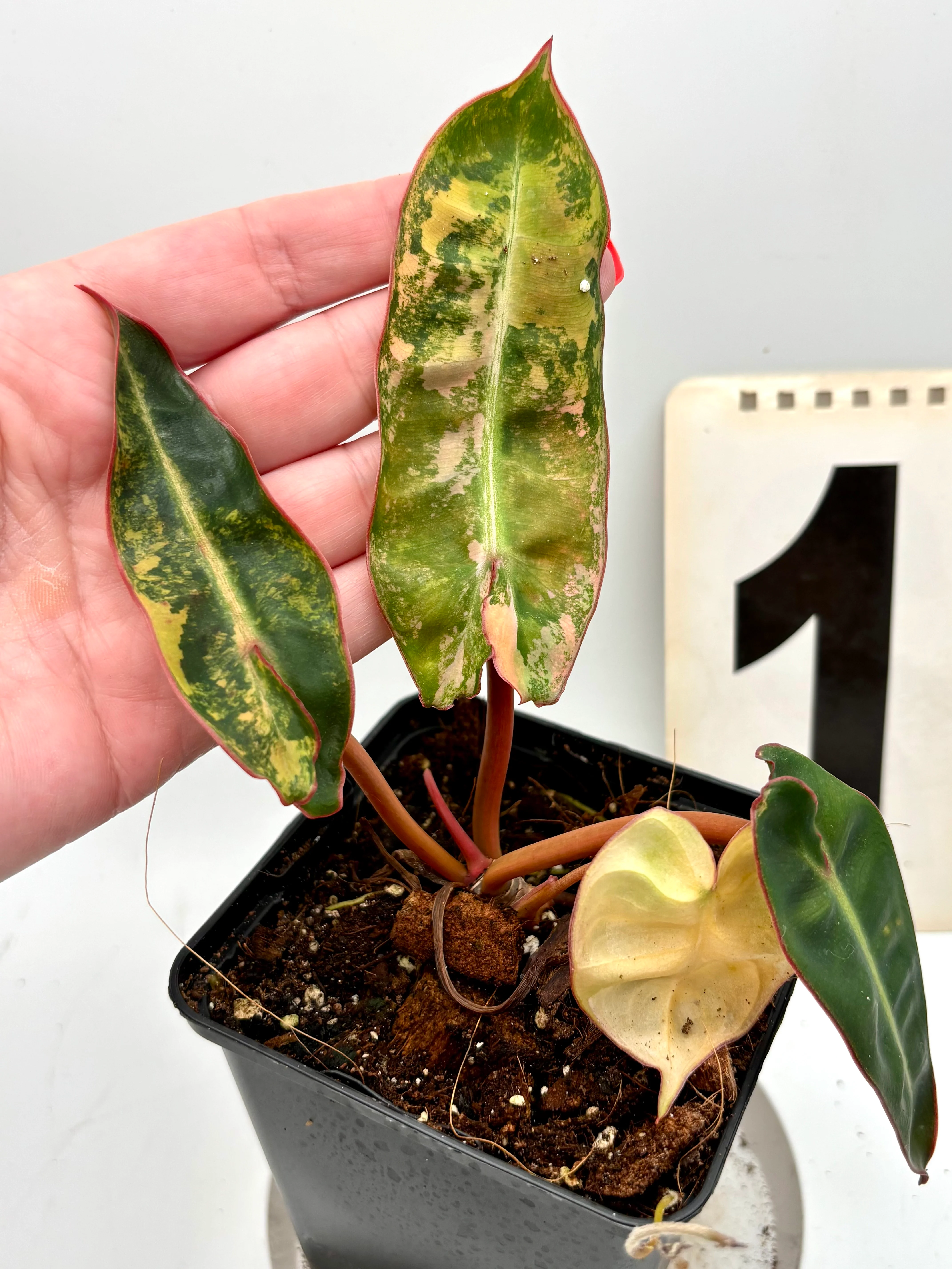 Philodendron Billietiae Variegata - Image 3