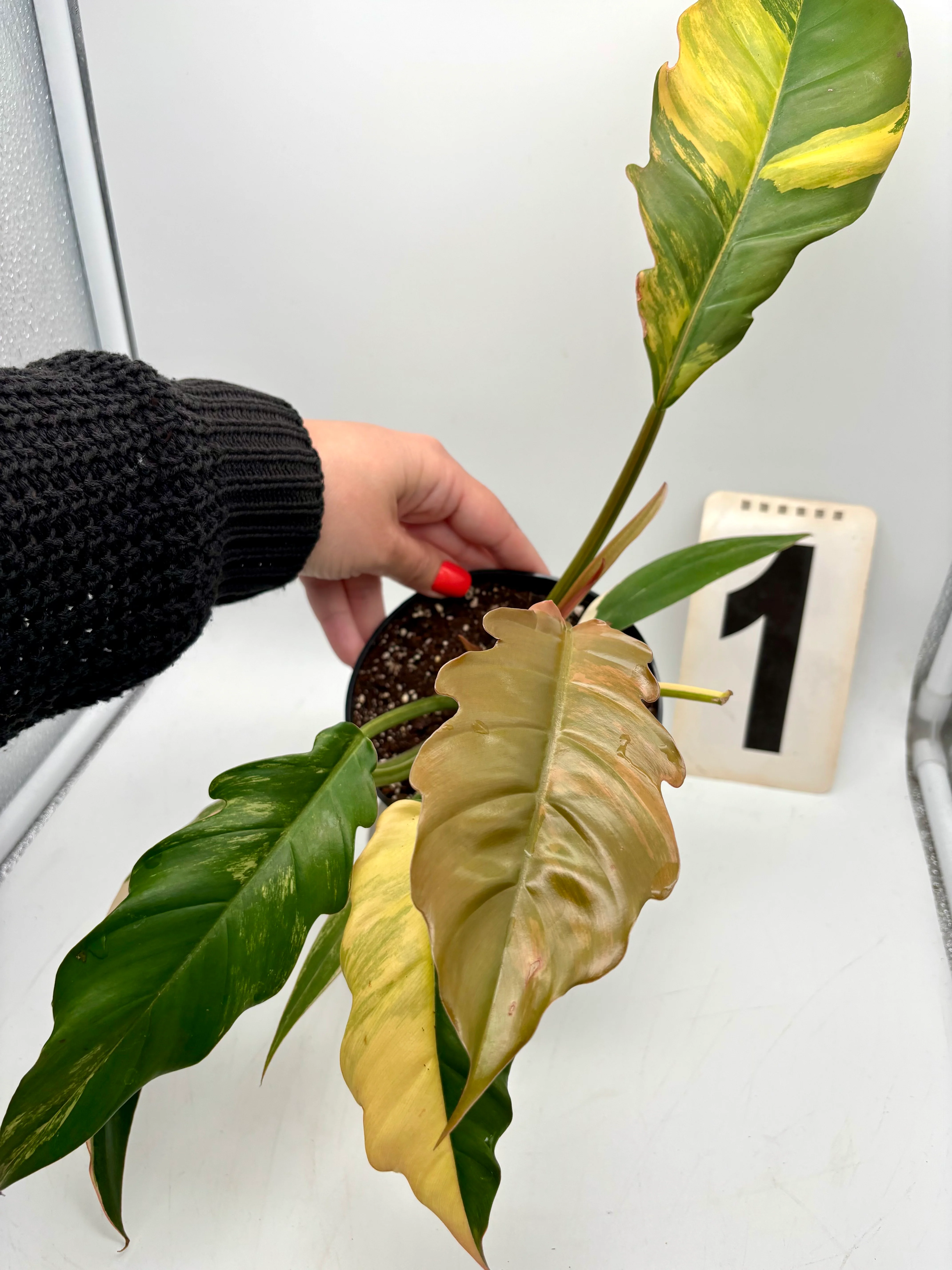 Philodendron Caramel Marble - Image 3
