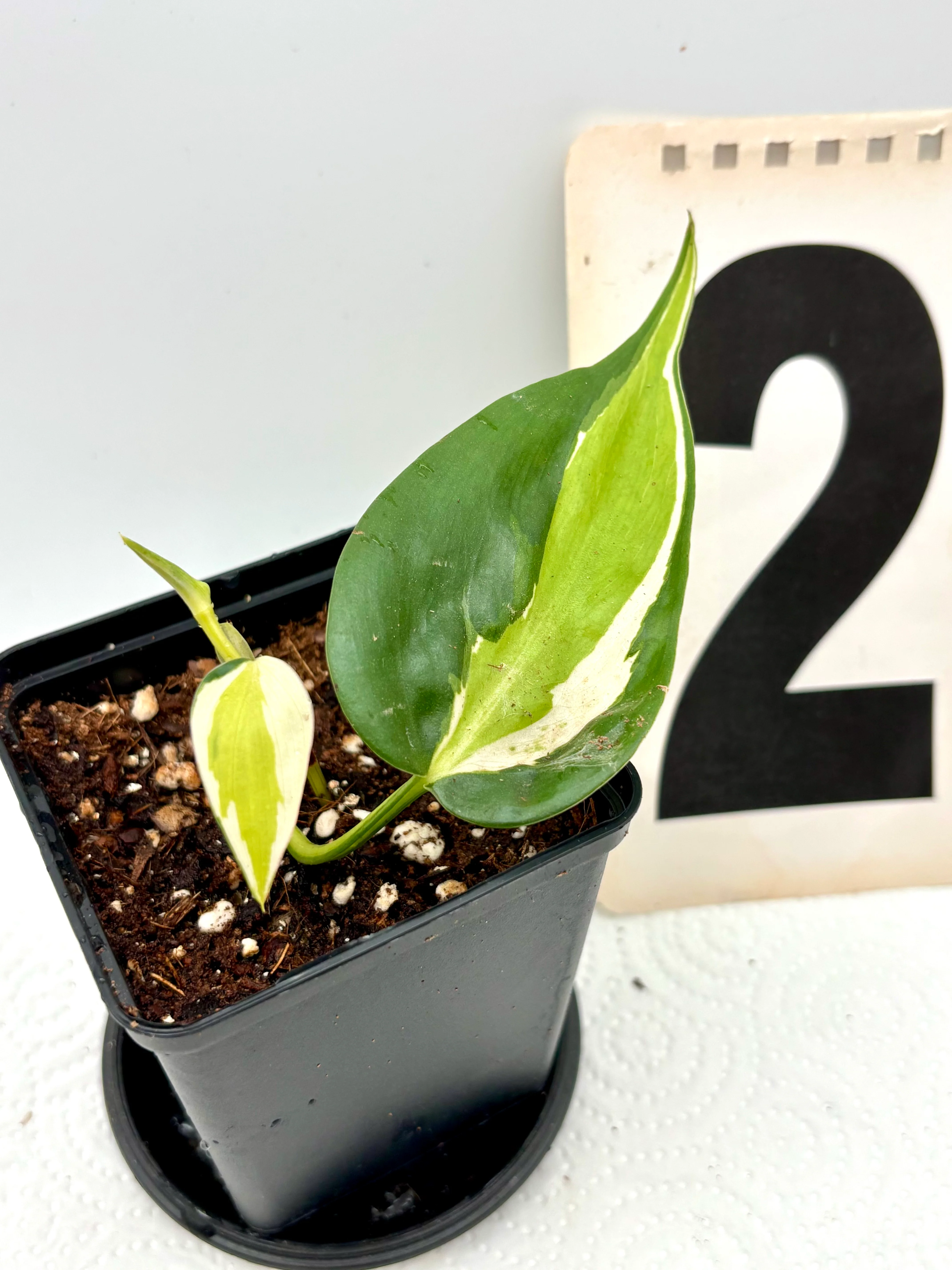 Philodendron Cream Splash - Image 2