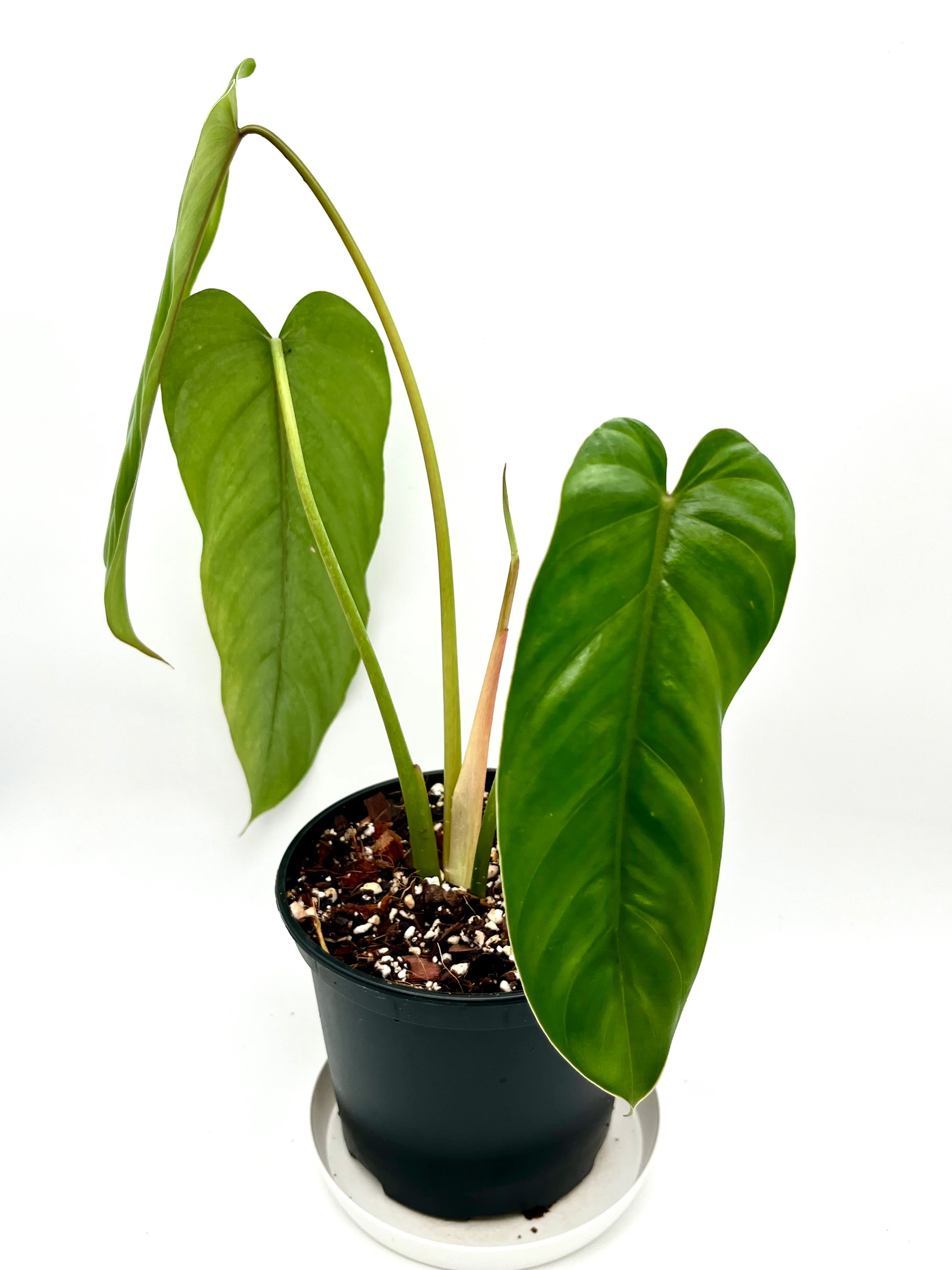 Philodendron Dolichogynium - Image 2
