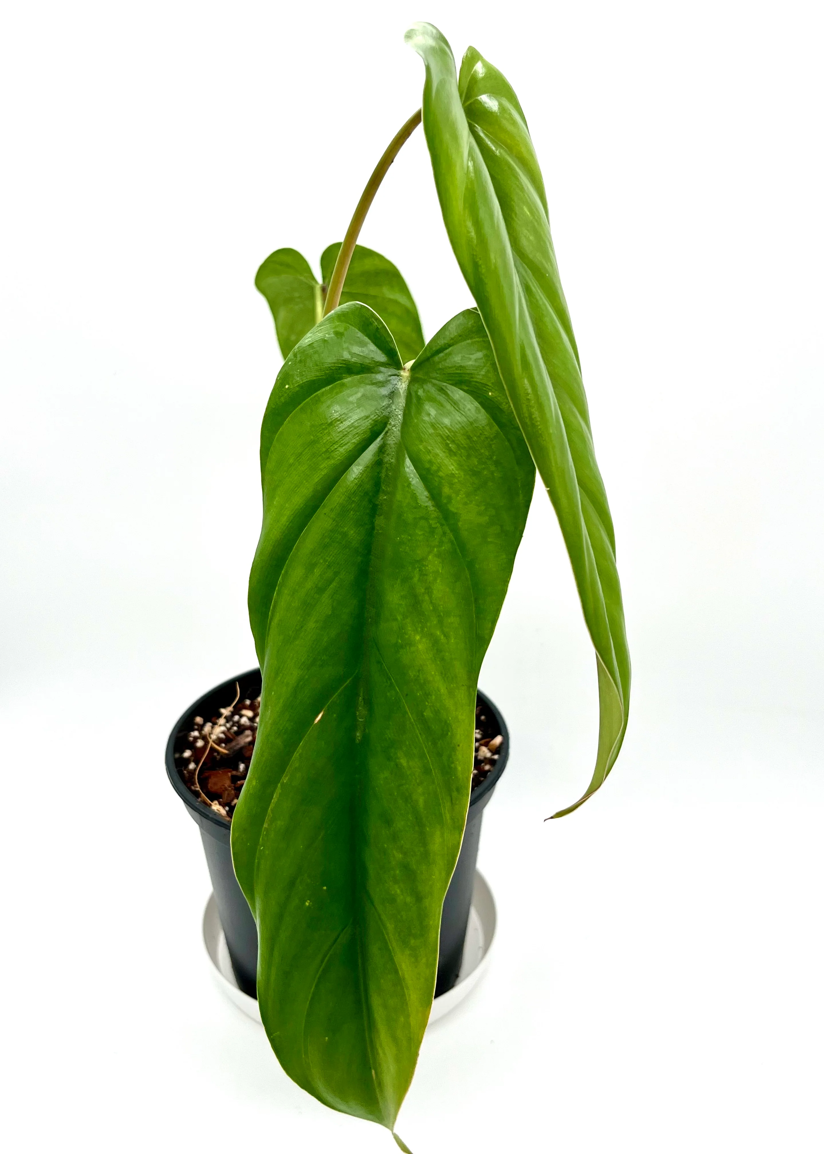 Philodendron Dolichogynium - Image 3