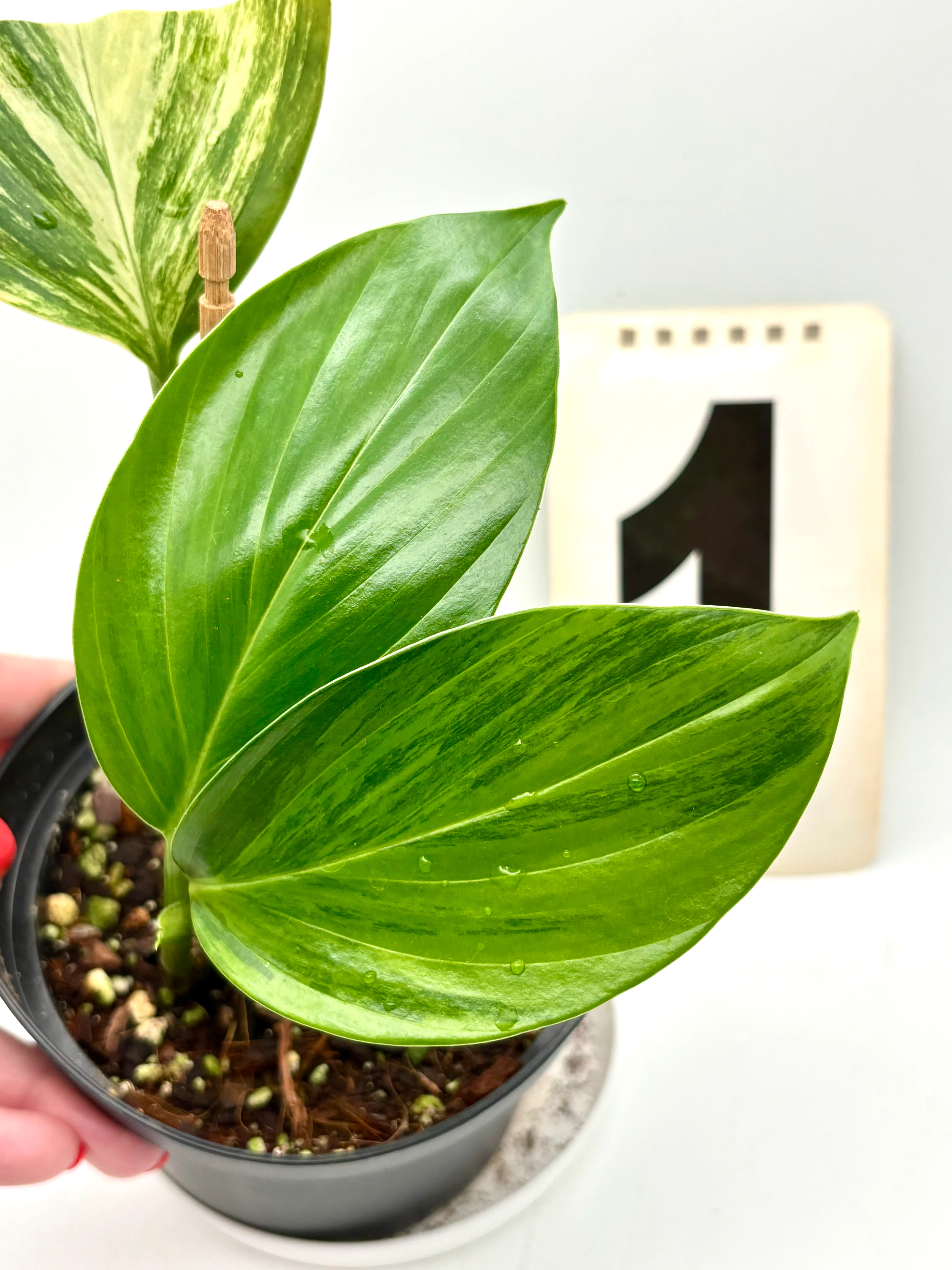 Philodendron Dragon Tail Variegata