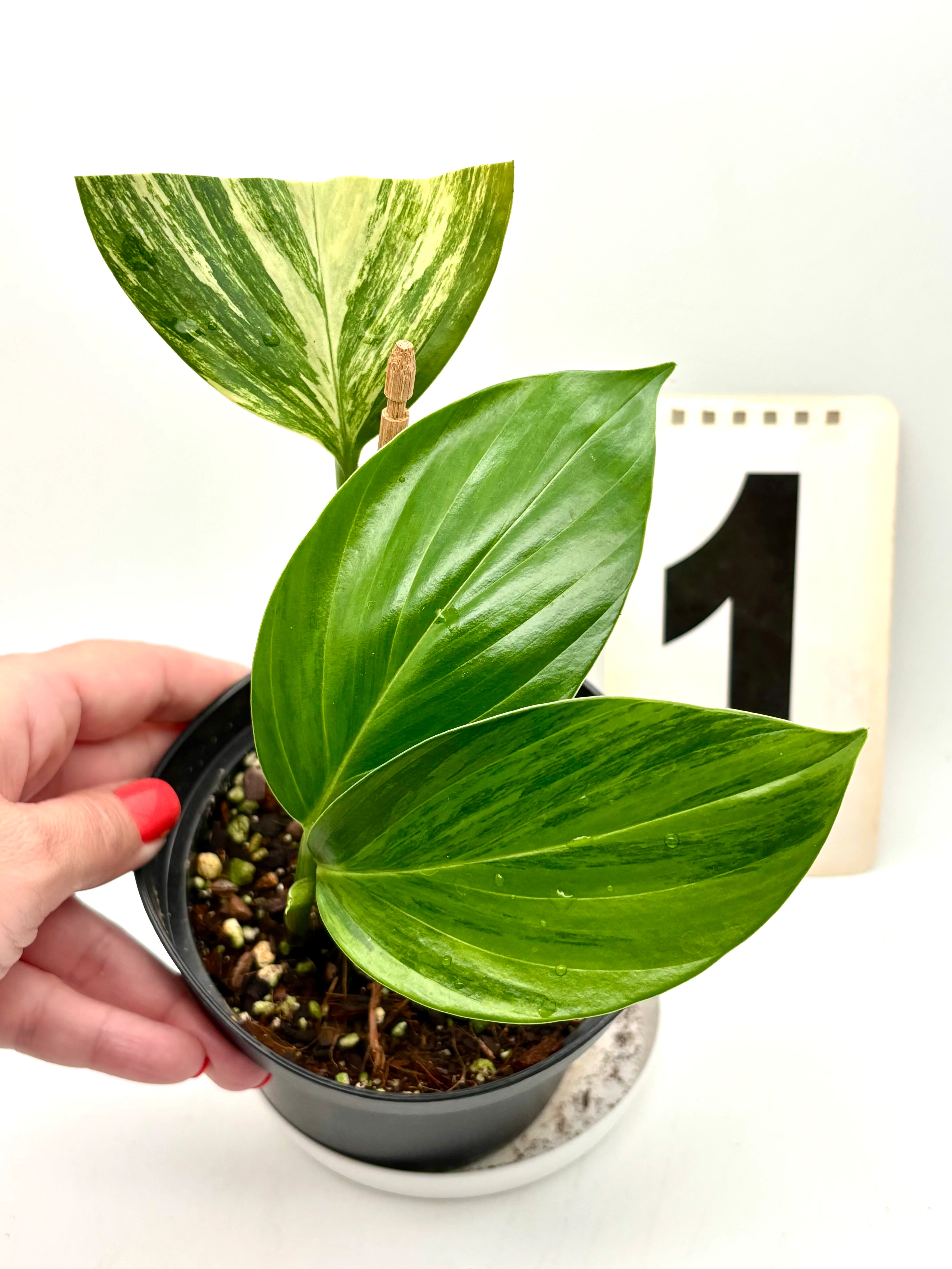 Philodendron Dragon Tail Variegata - Image 2
