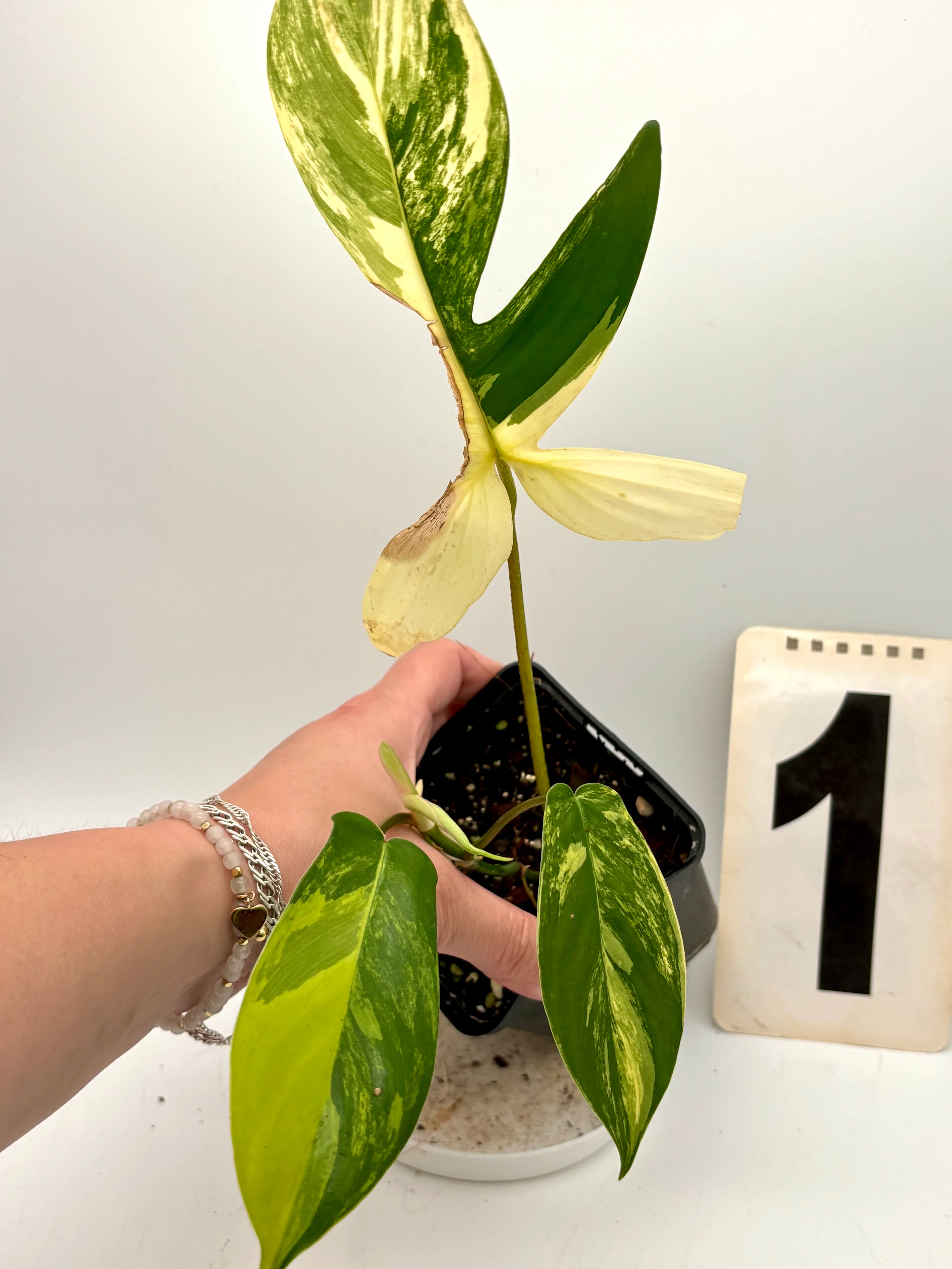 Philodendron Florida Beauty