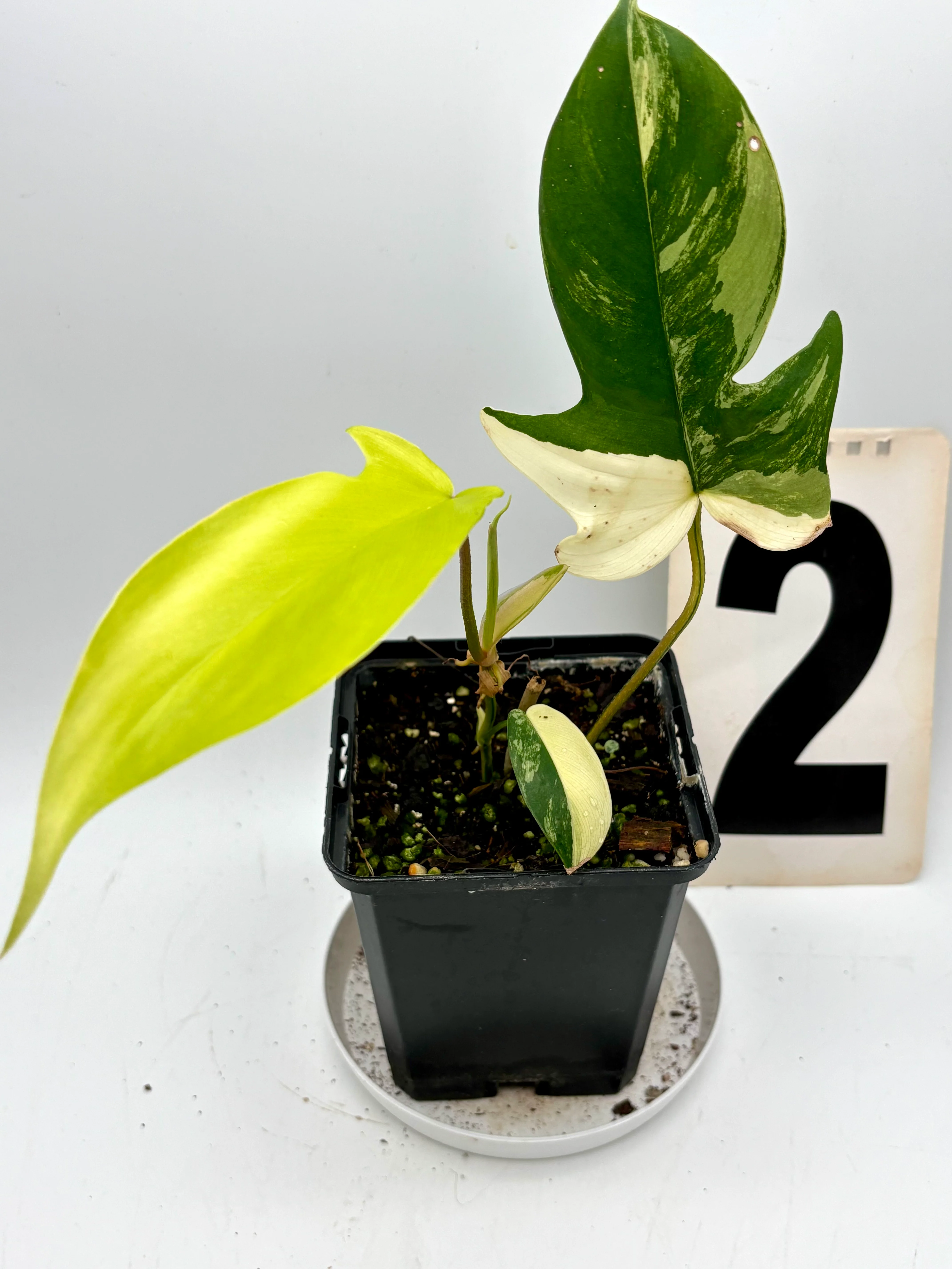Philodendron Florida Beauty - Image 2