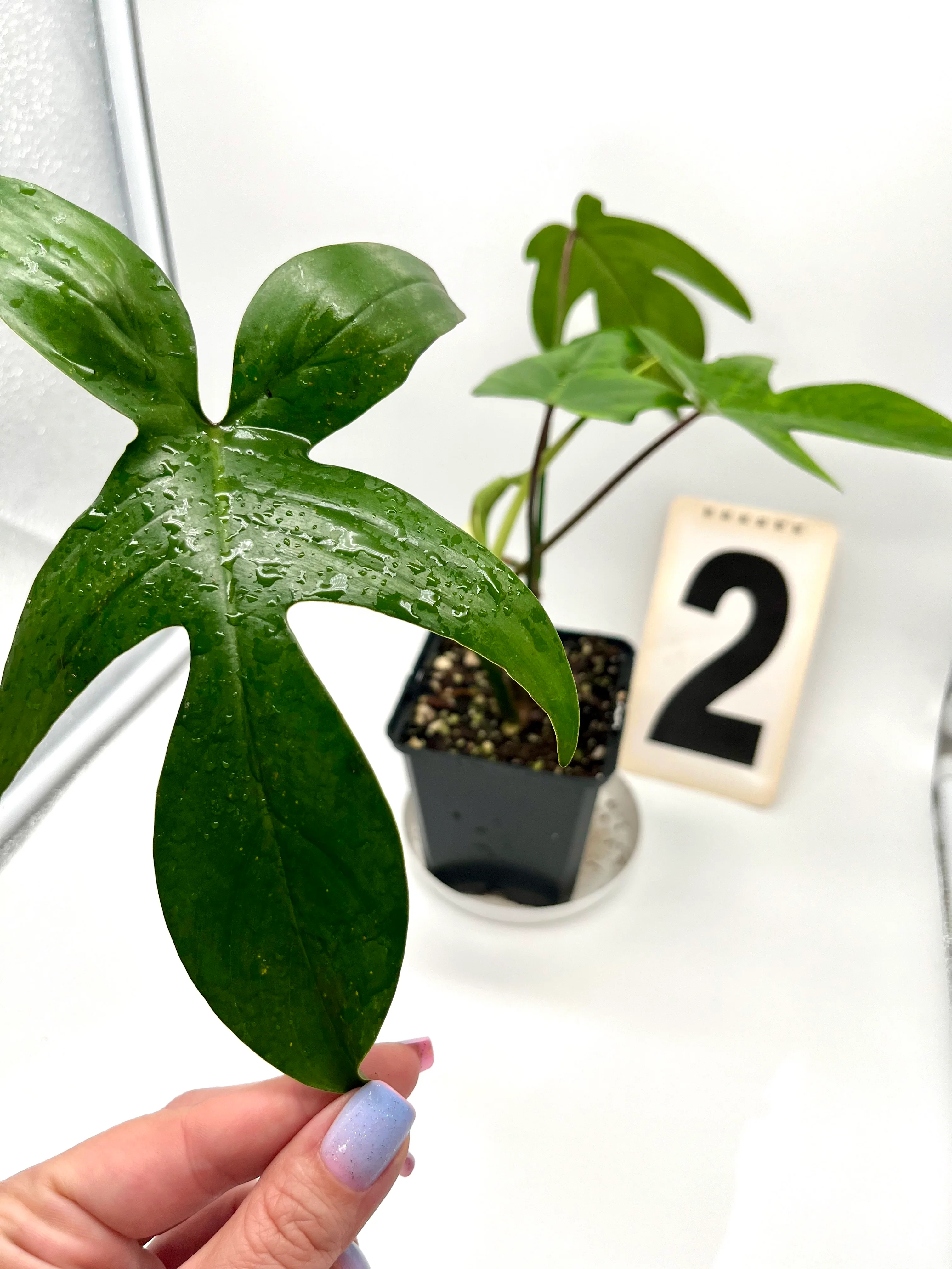 Philodendron Florida Beauty Green - Image 2