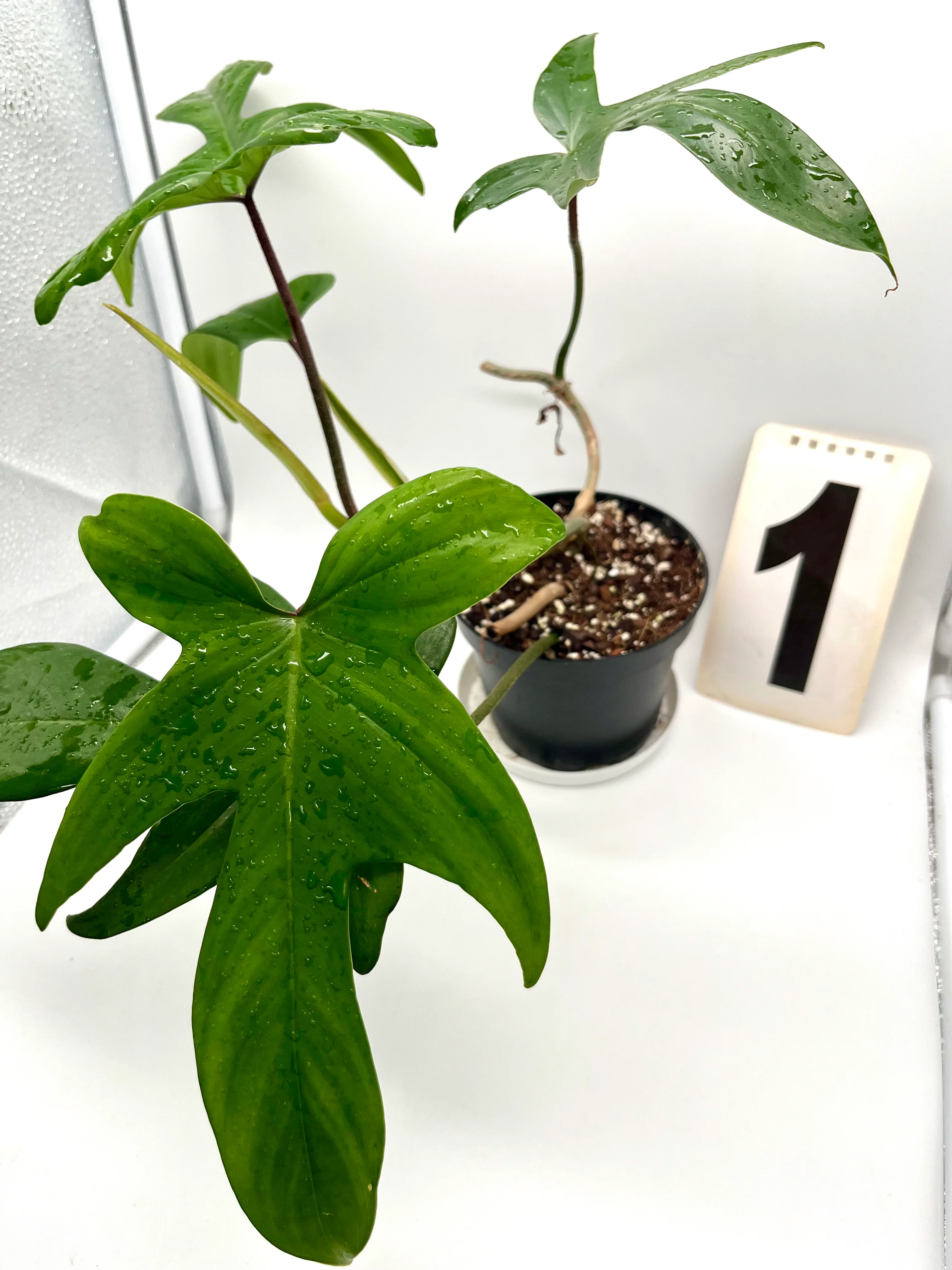 Philodendron Florida Beauty Green - Image 3