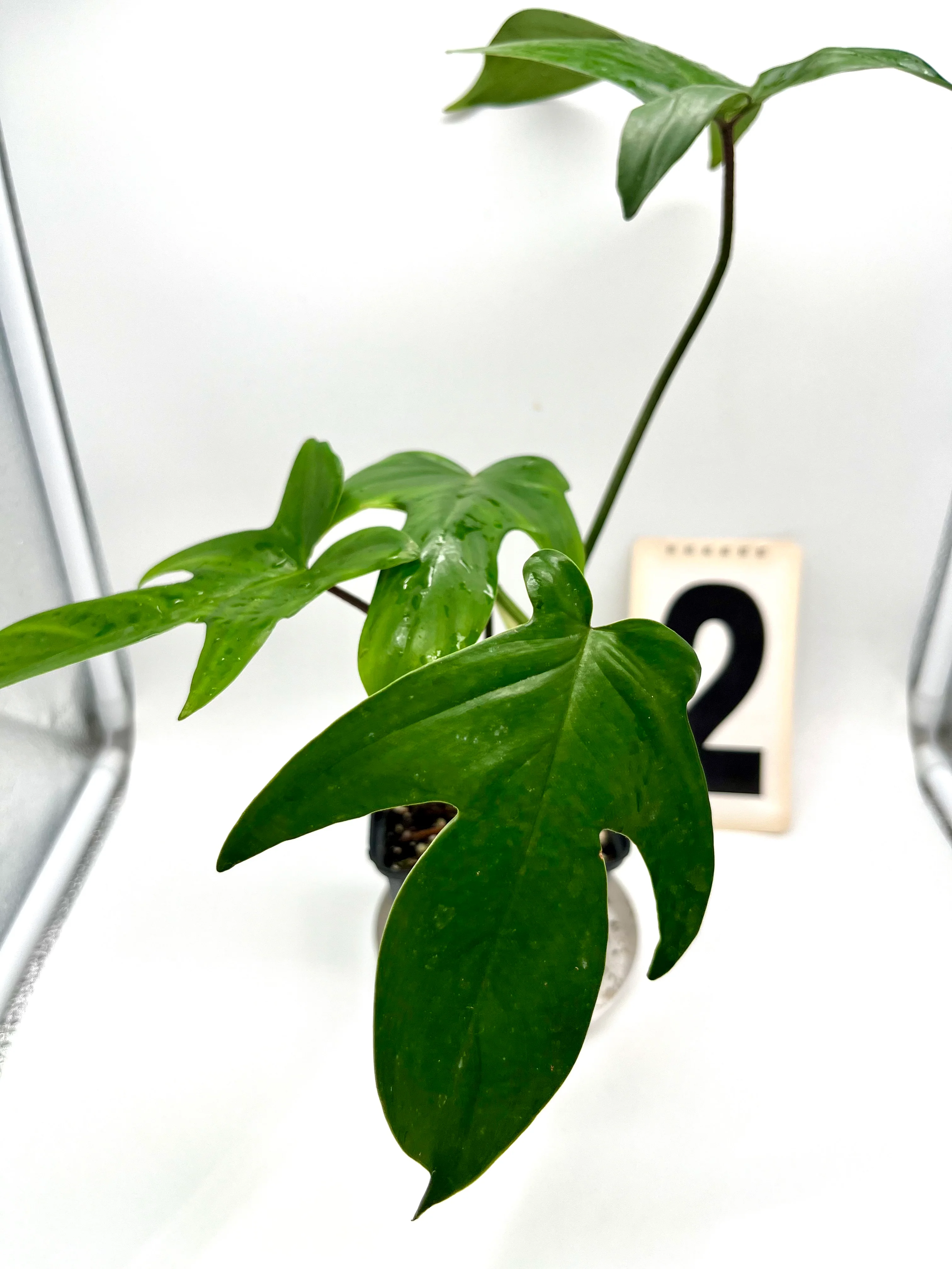 Philodendron Florida Beauty Green - Image 4