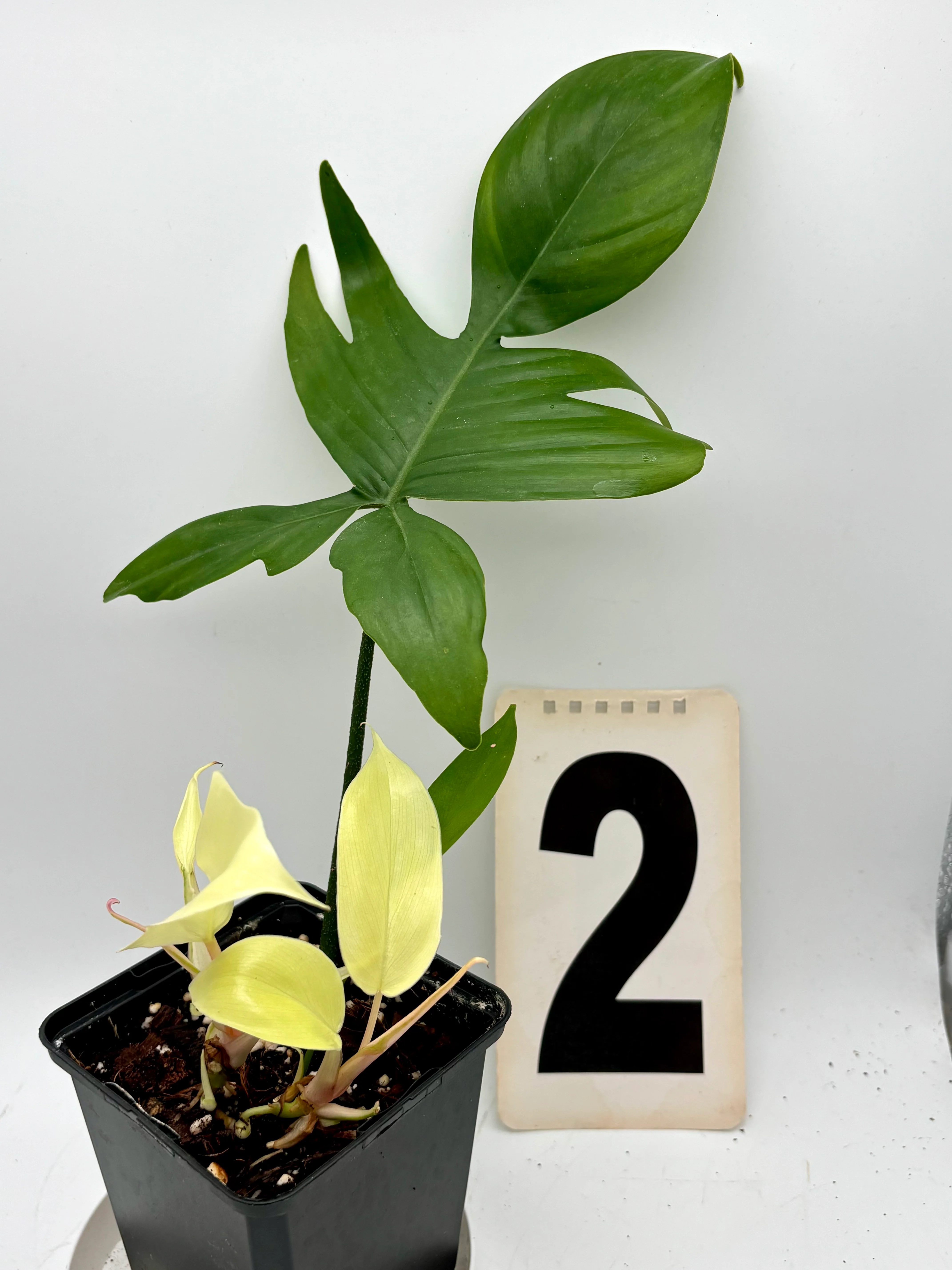 Philodendron Florida Ghost