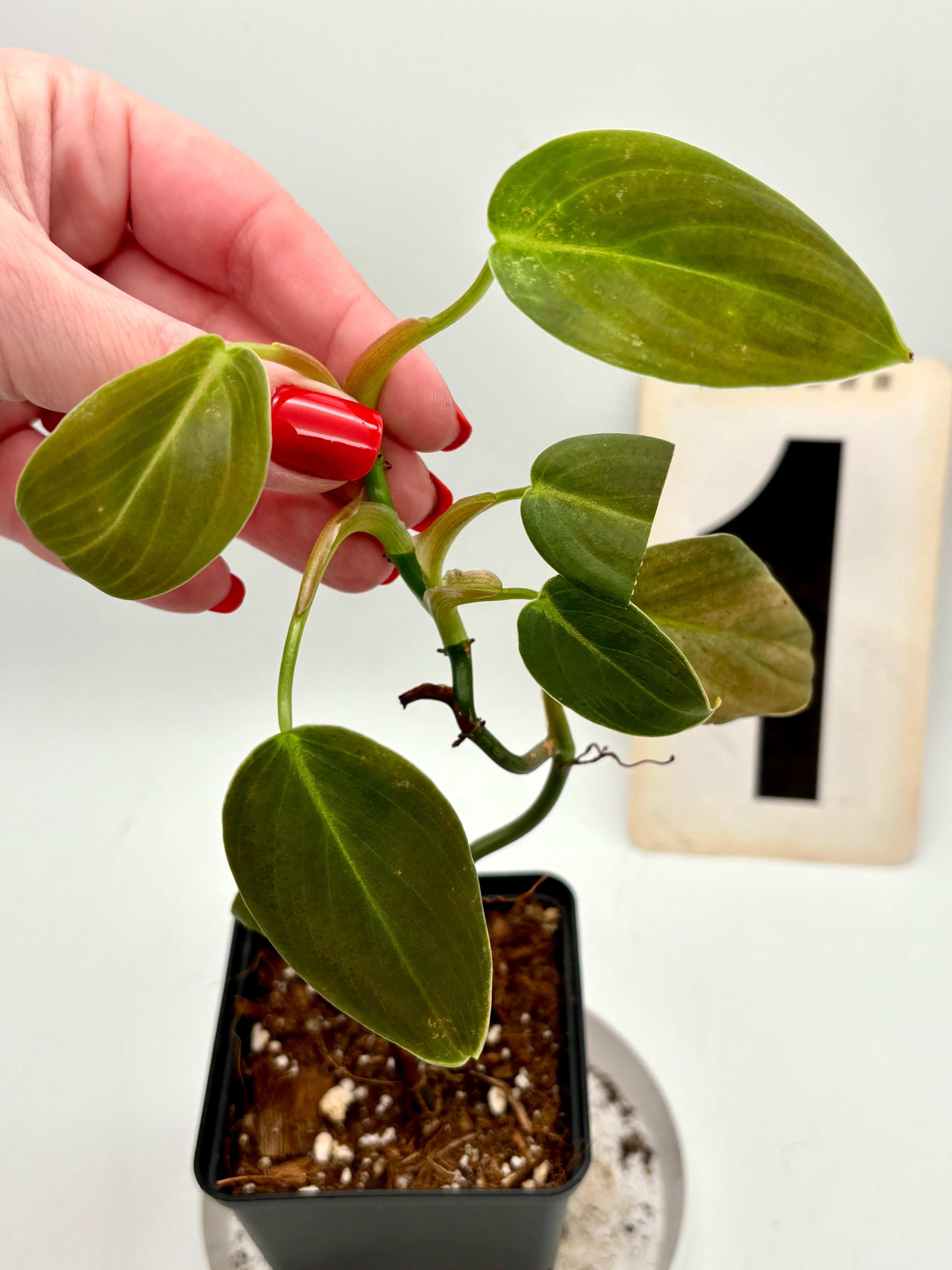 Philodendron Gigas