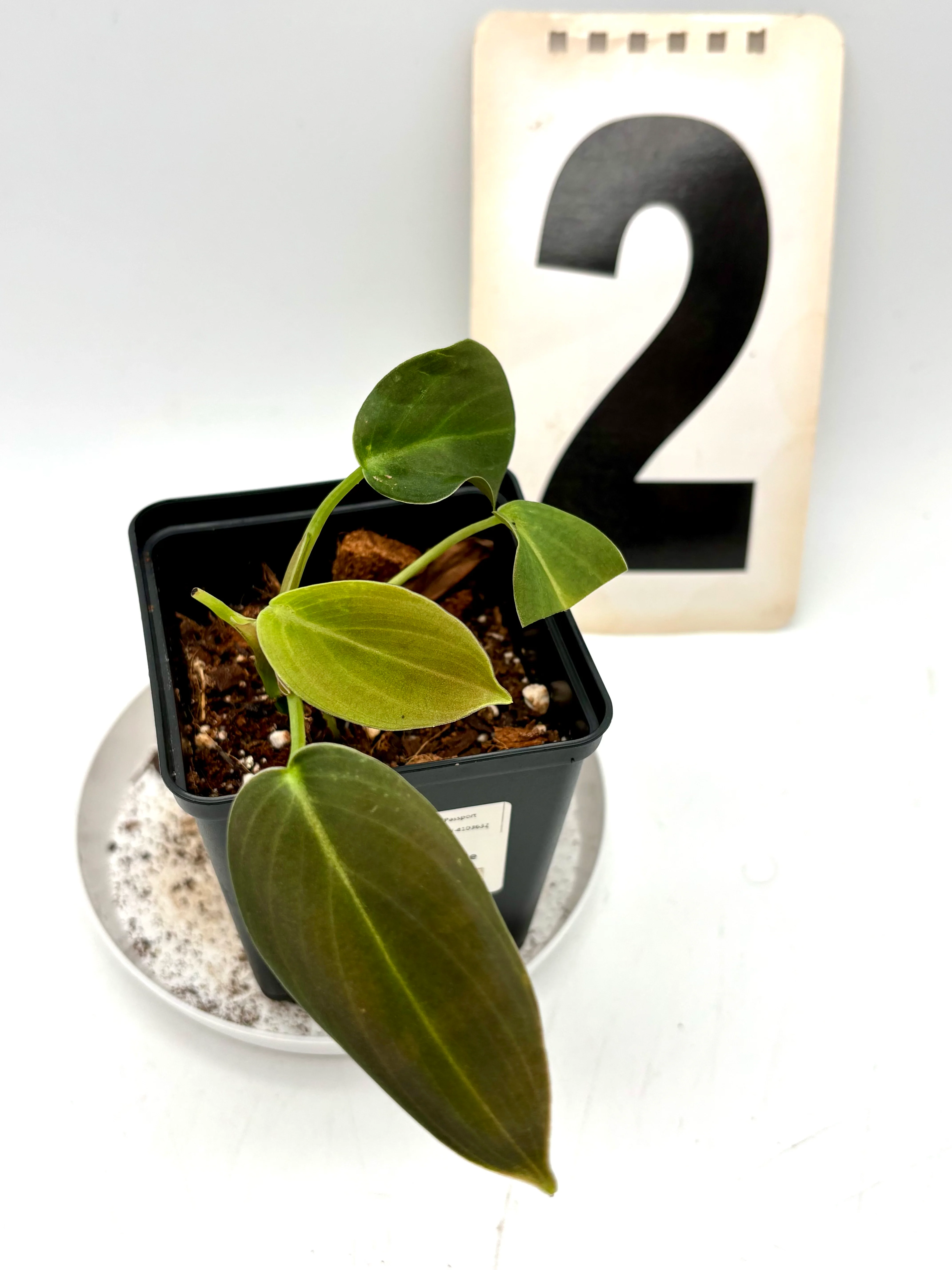 Philodendron Gigas - Image 2